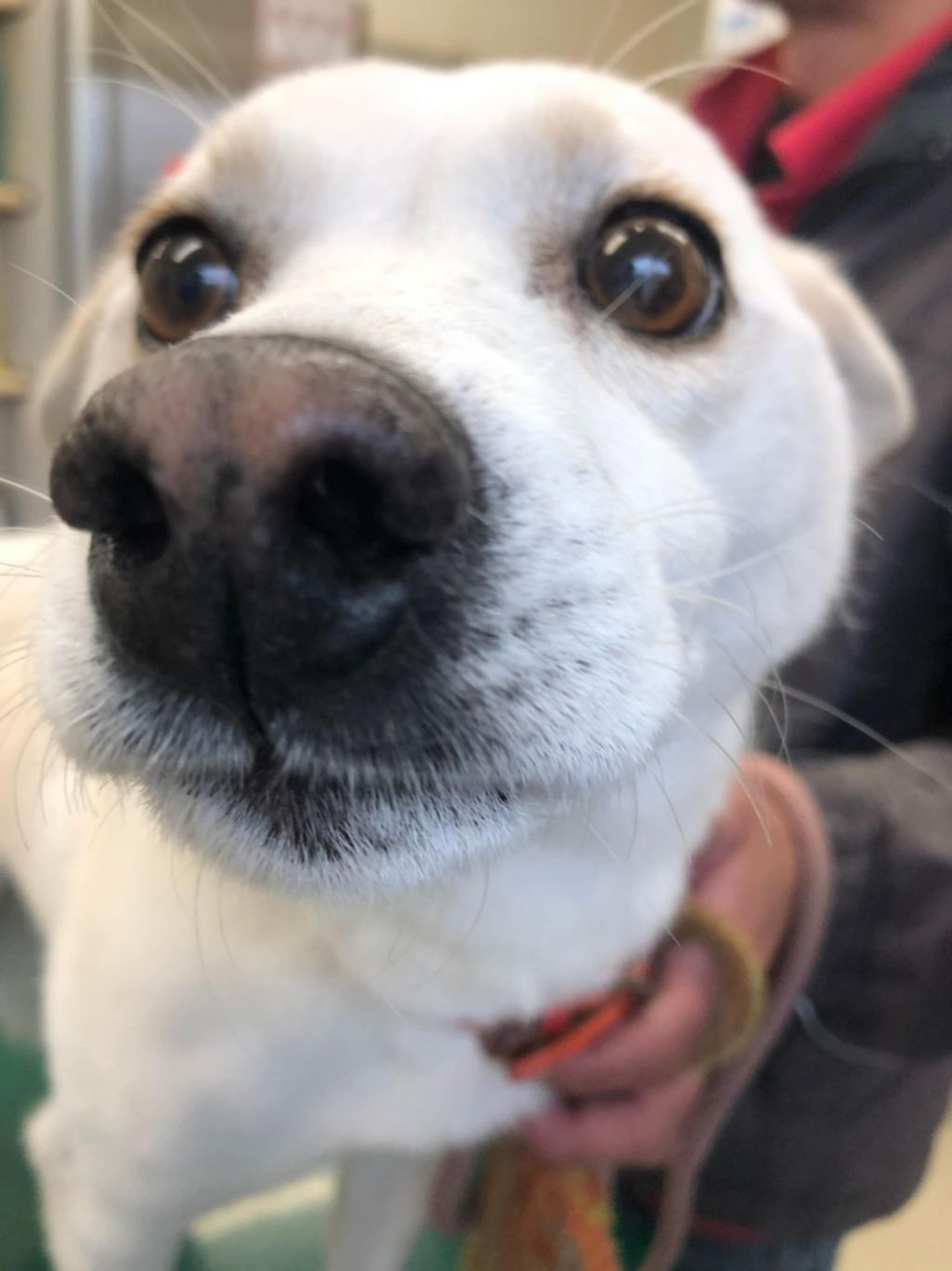 pet-image-2