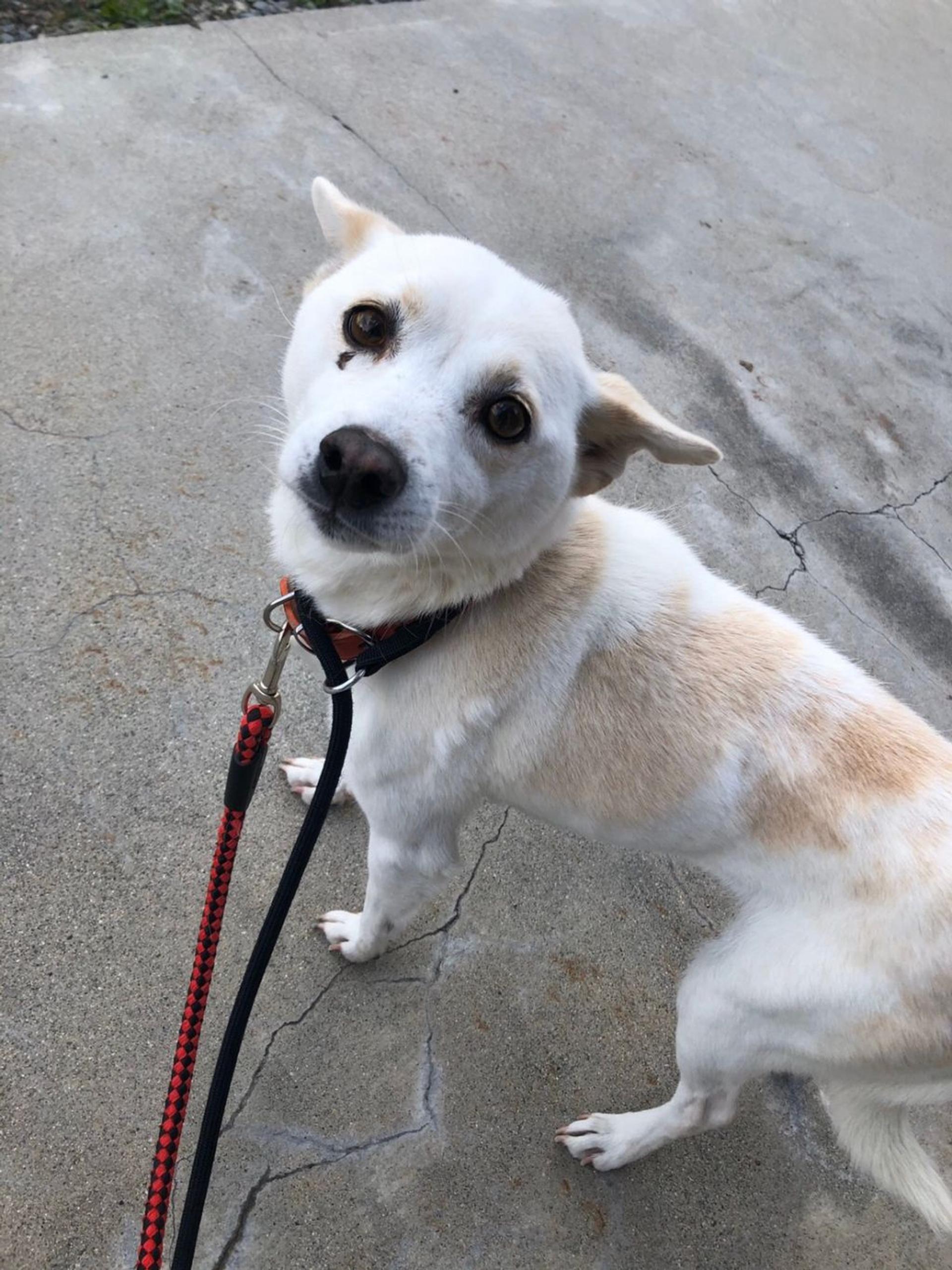 pet-image-3