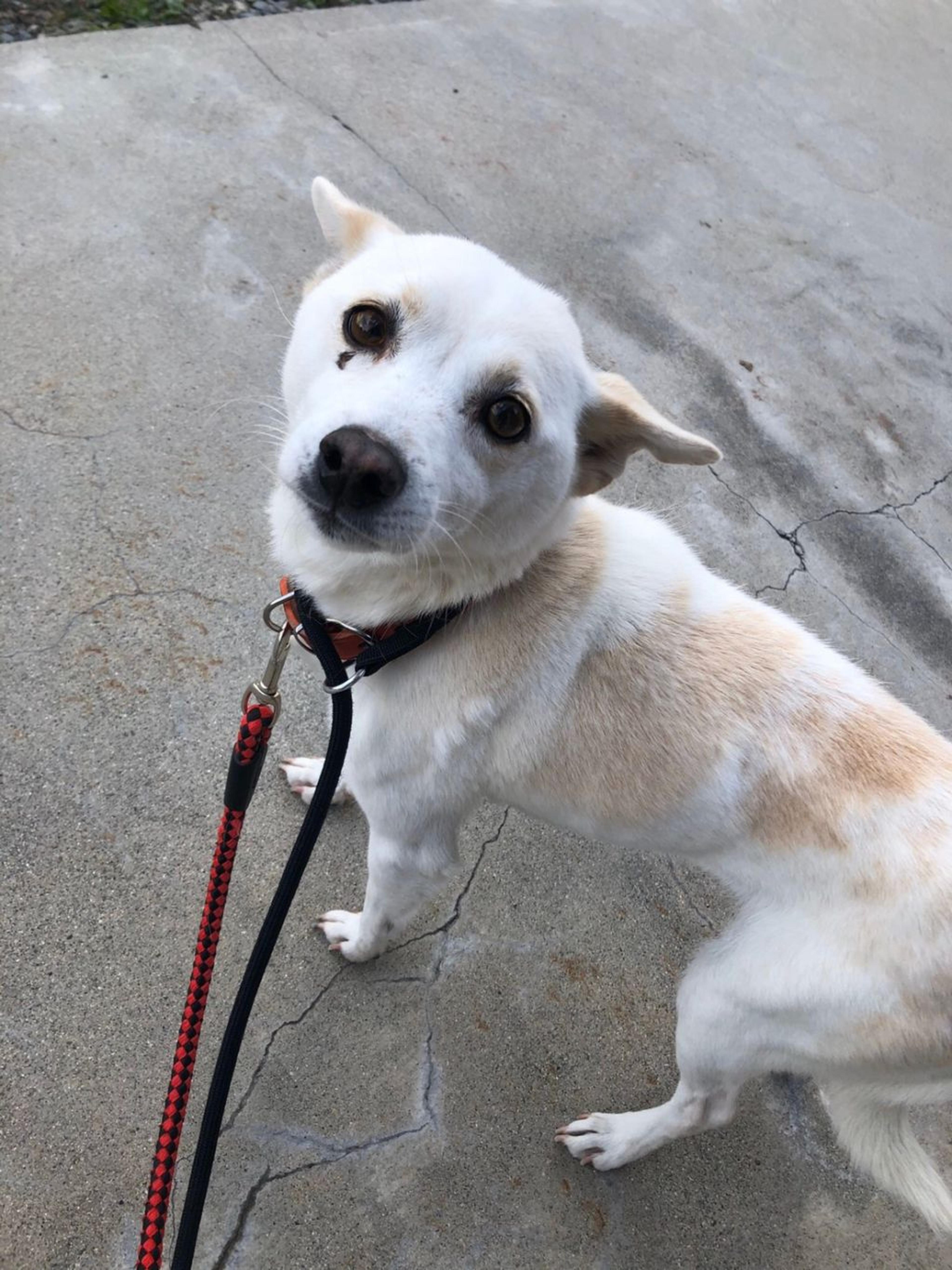 pet-image-3