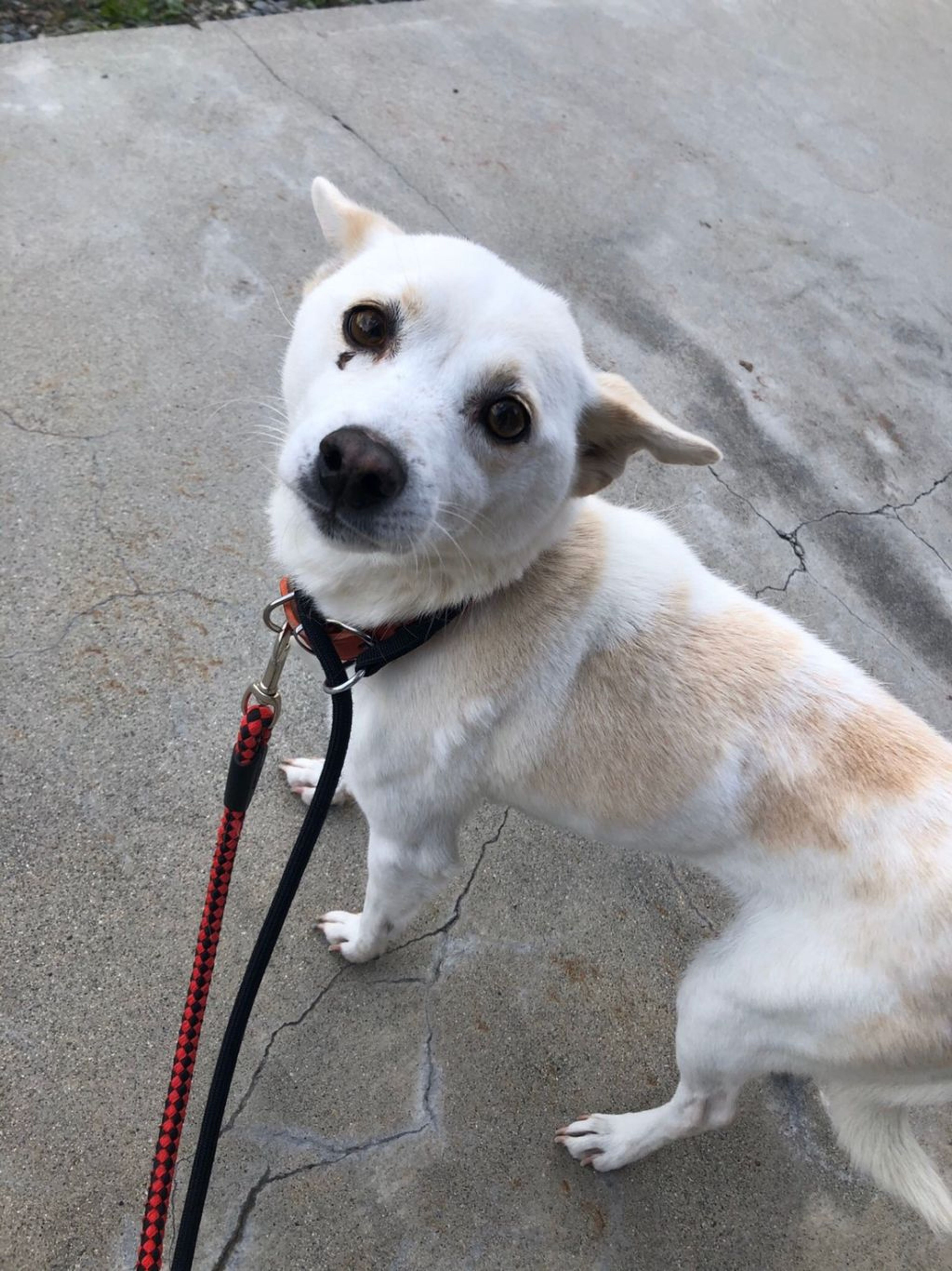 pet-image-3