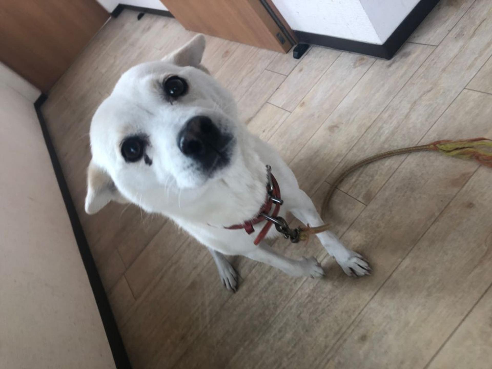 pet-image-4