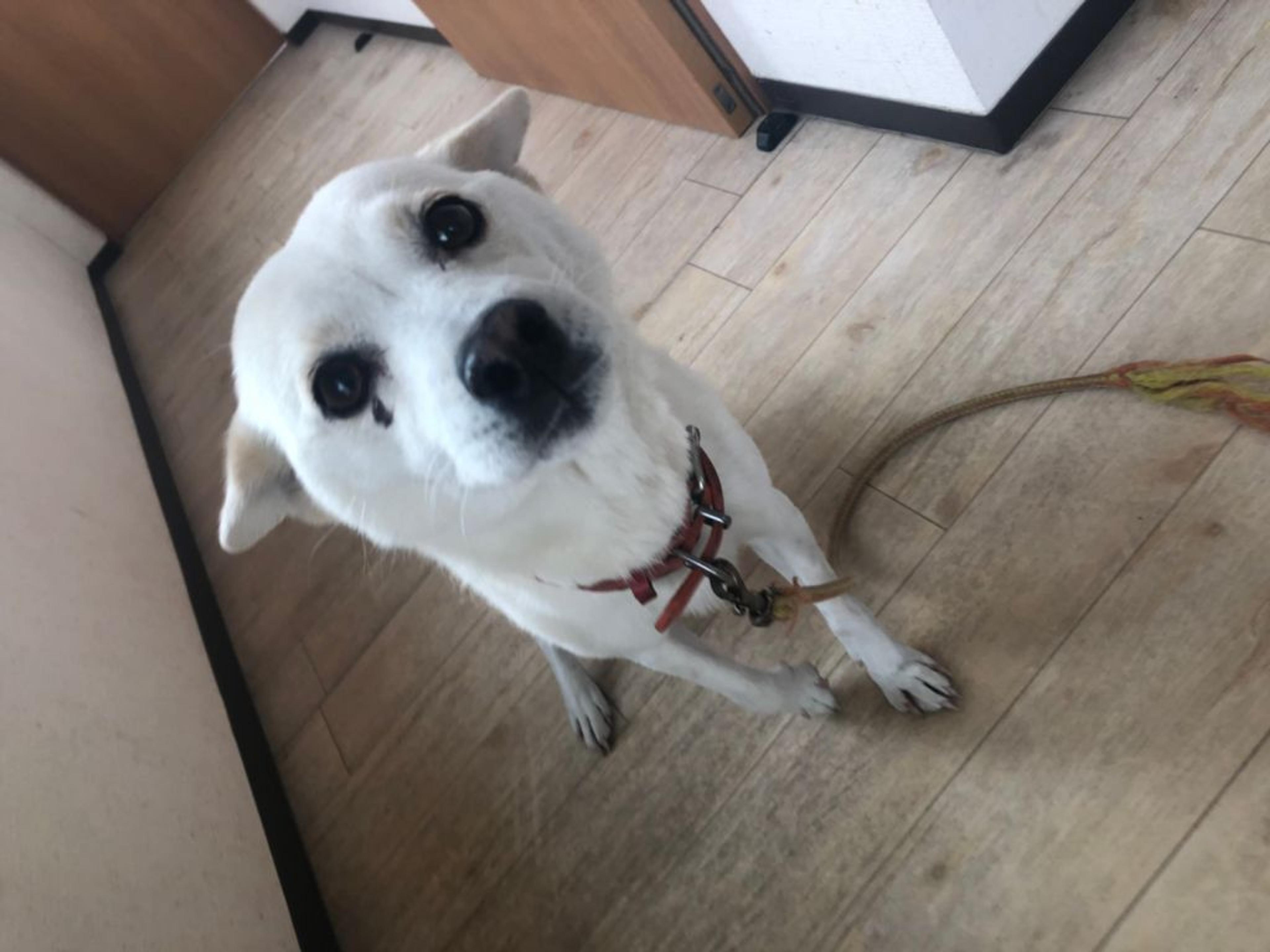 pet-image-4