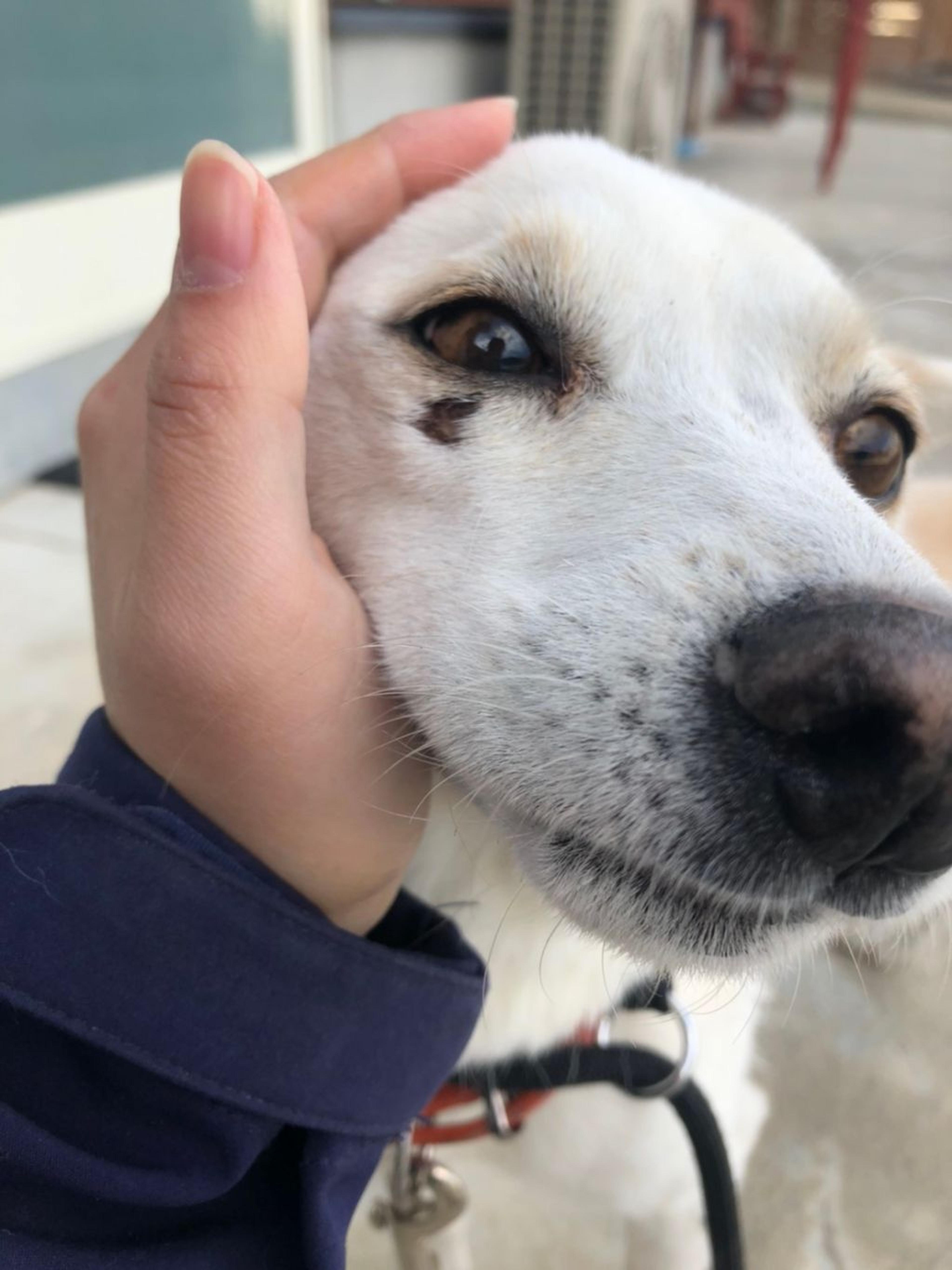 pet-image-5