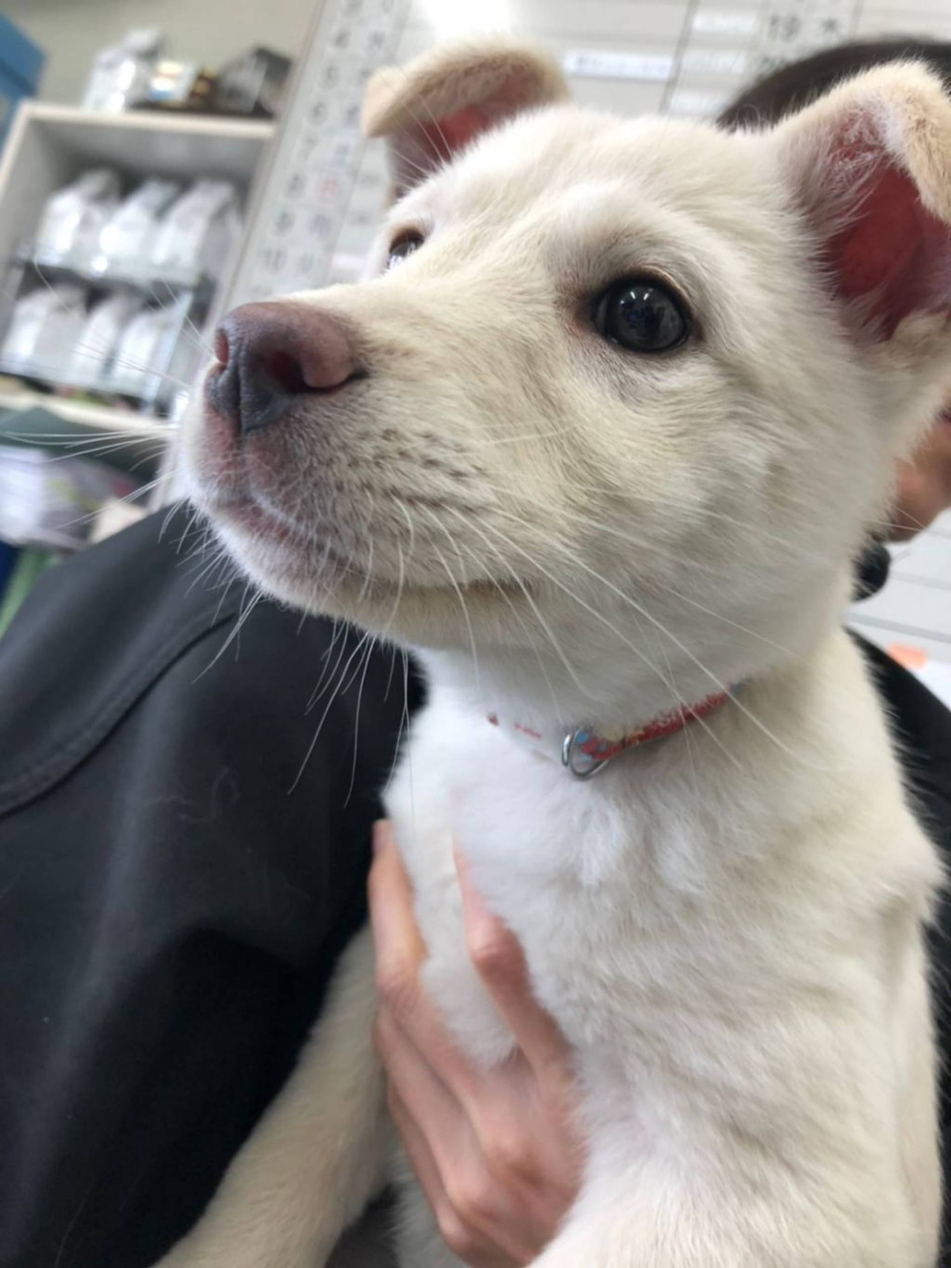 雑種（ミックス犬）・メスの里親募集の写真