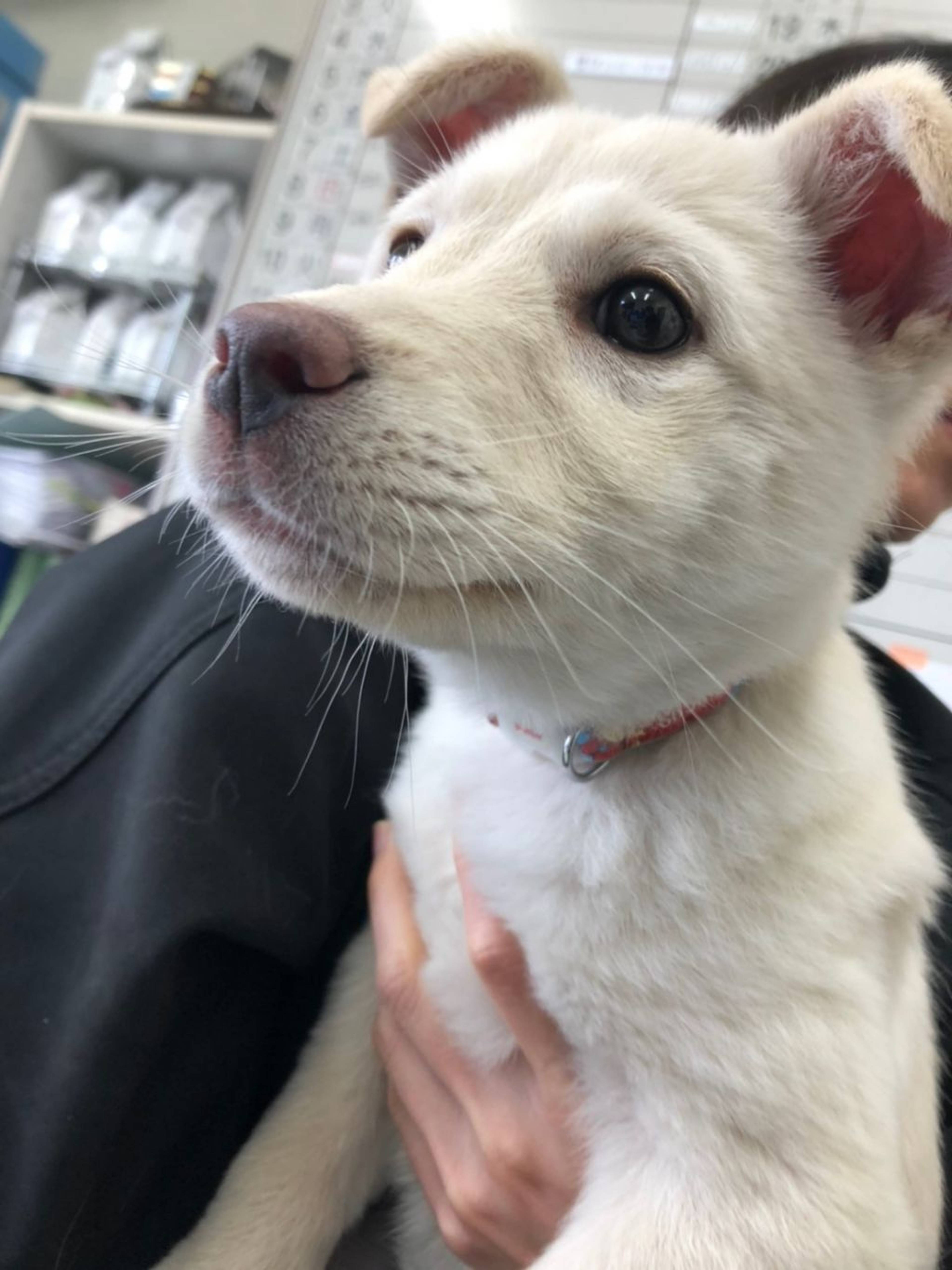 雑種（ミックス犬）・メスの里親募集の写真
