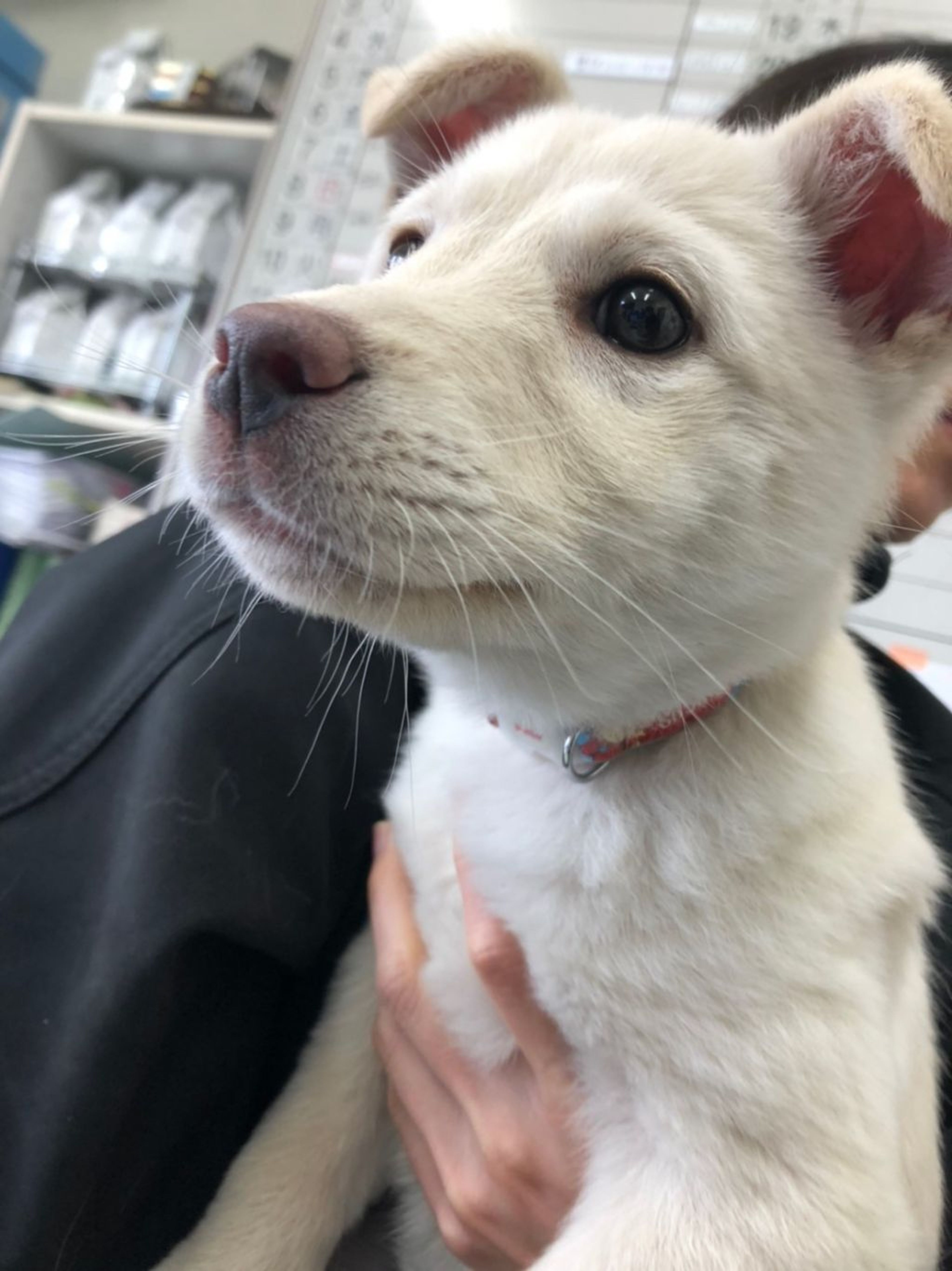 雑種（ミックス犬）・メスの里親募集の写真
