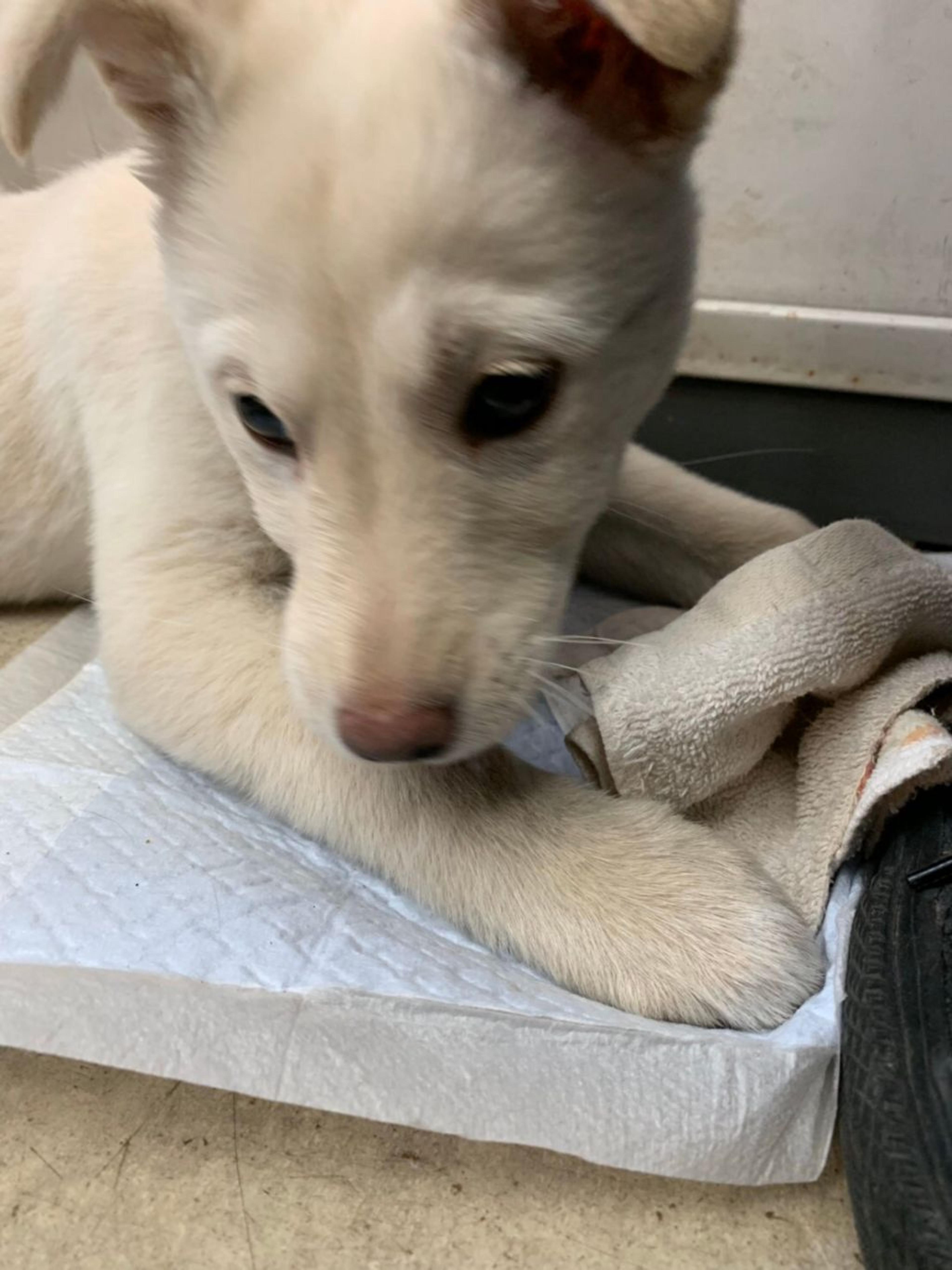 pet-image-3