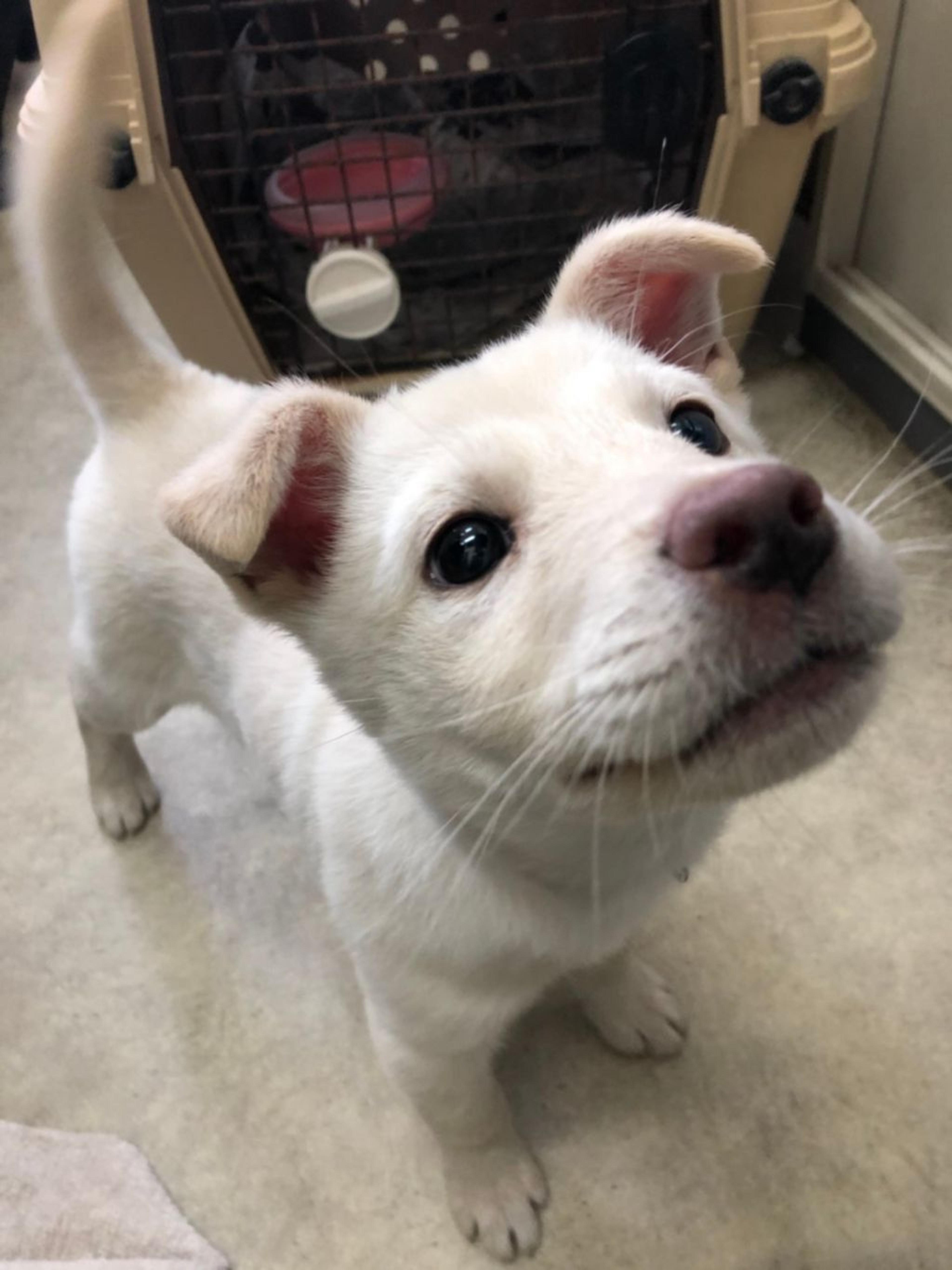 pet-image-4
