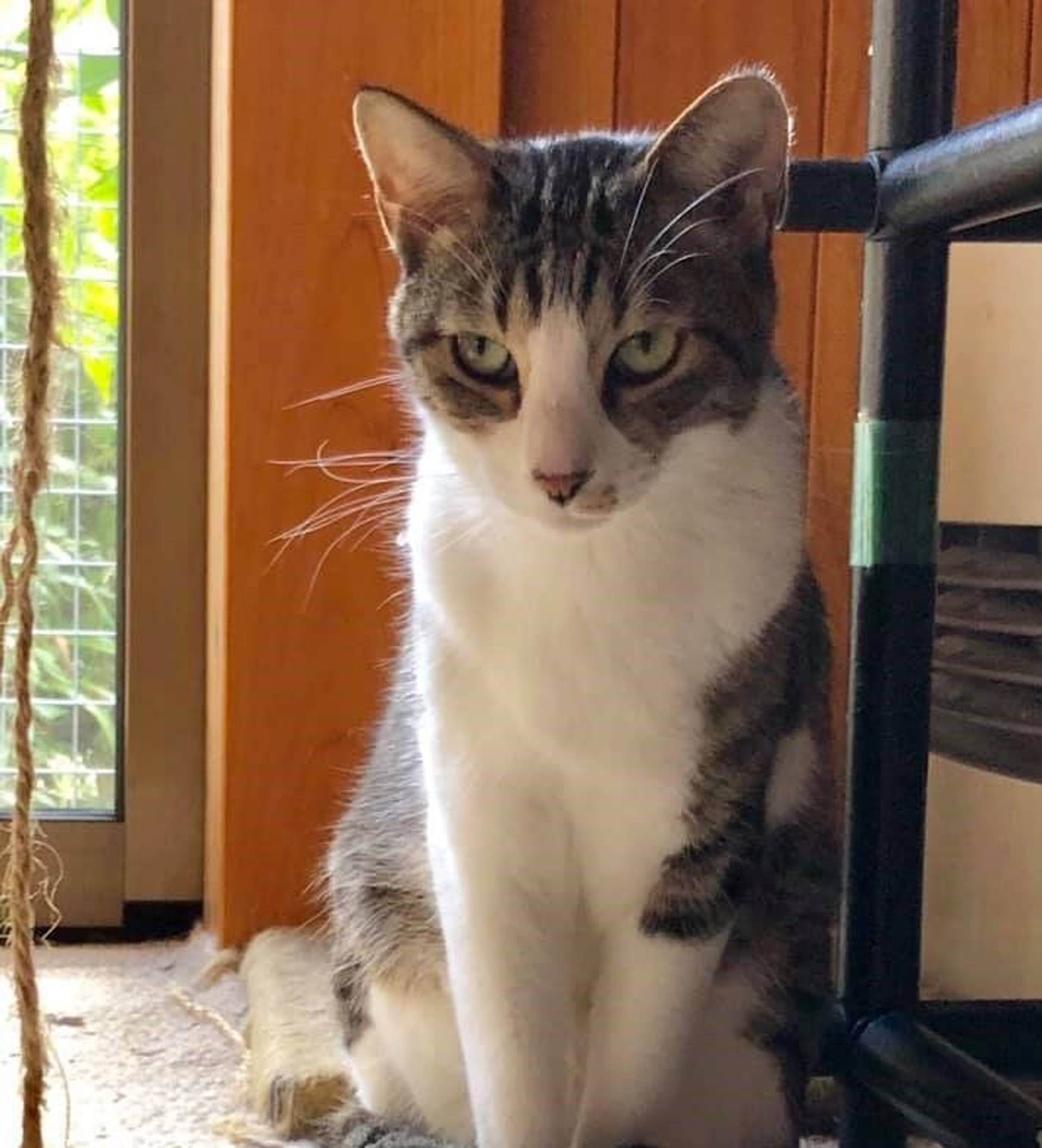 雑種（ミックス猫）・オスの里親募集の写真