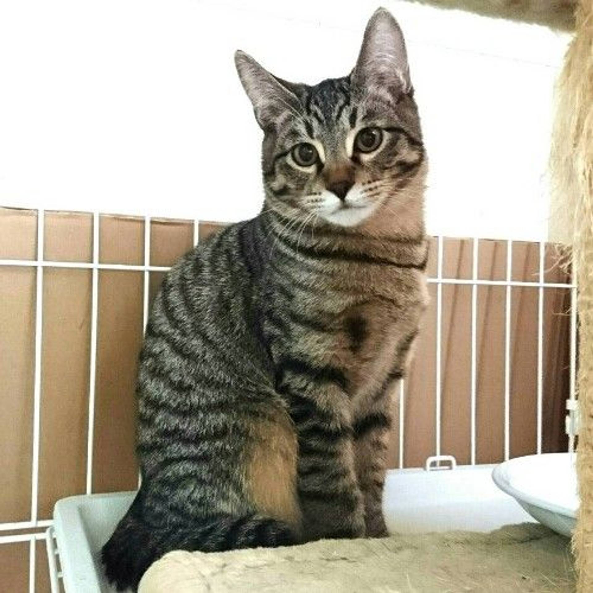 雑種（ミックス猫）・オスの里親募集の写真