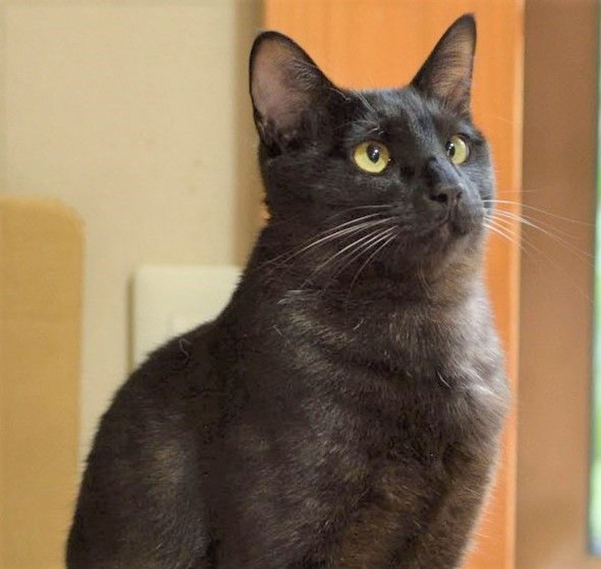 雑種（ミックス猫）・オスの里親募集の写真