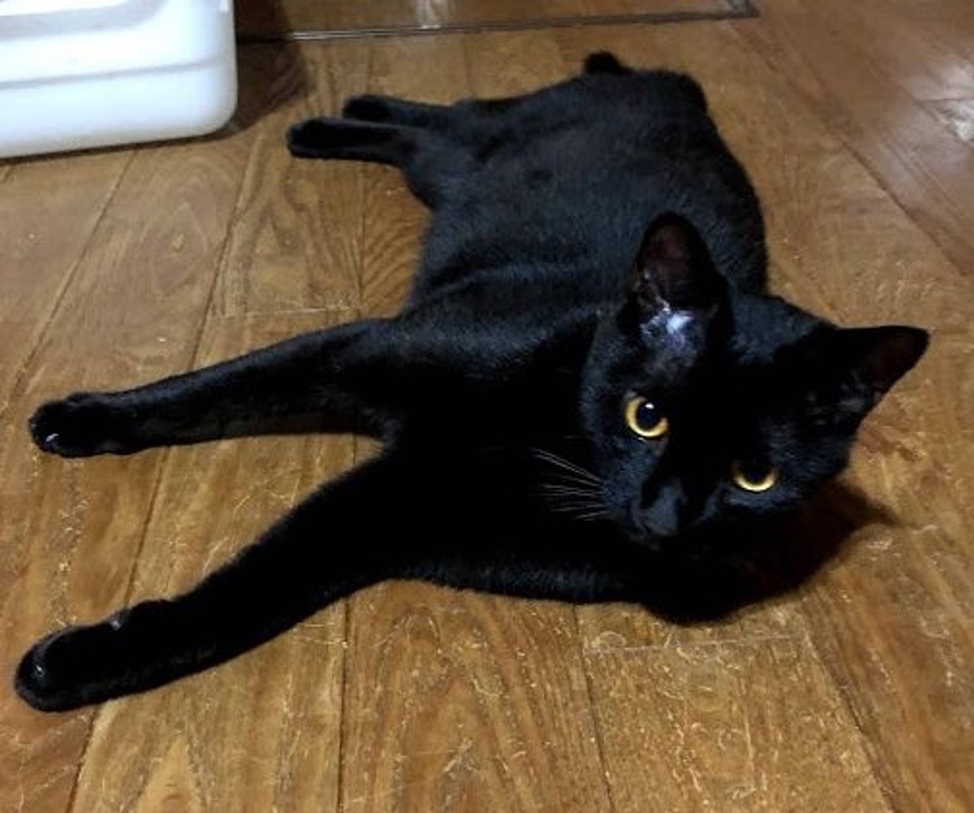 雑種（ミックス猫）・オスの里親募集の写真