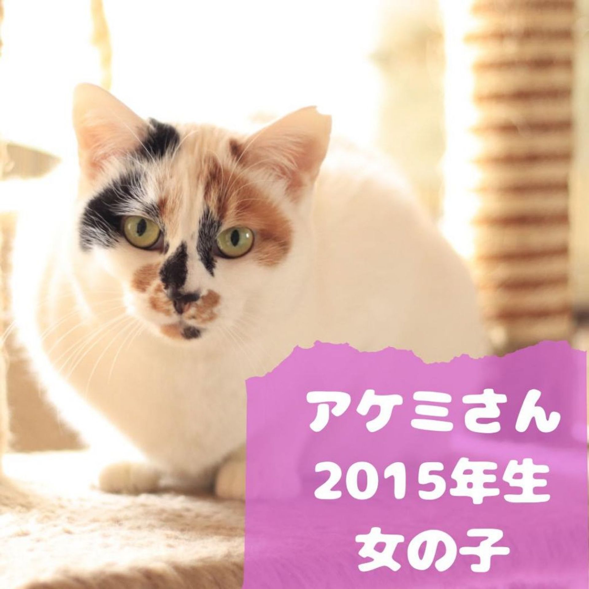 雑種（ミックス猫）・メスの里親募集の写真