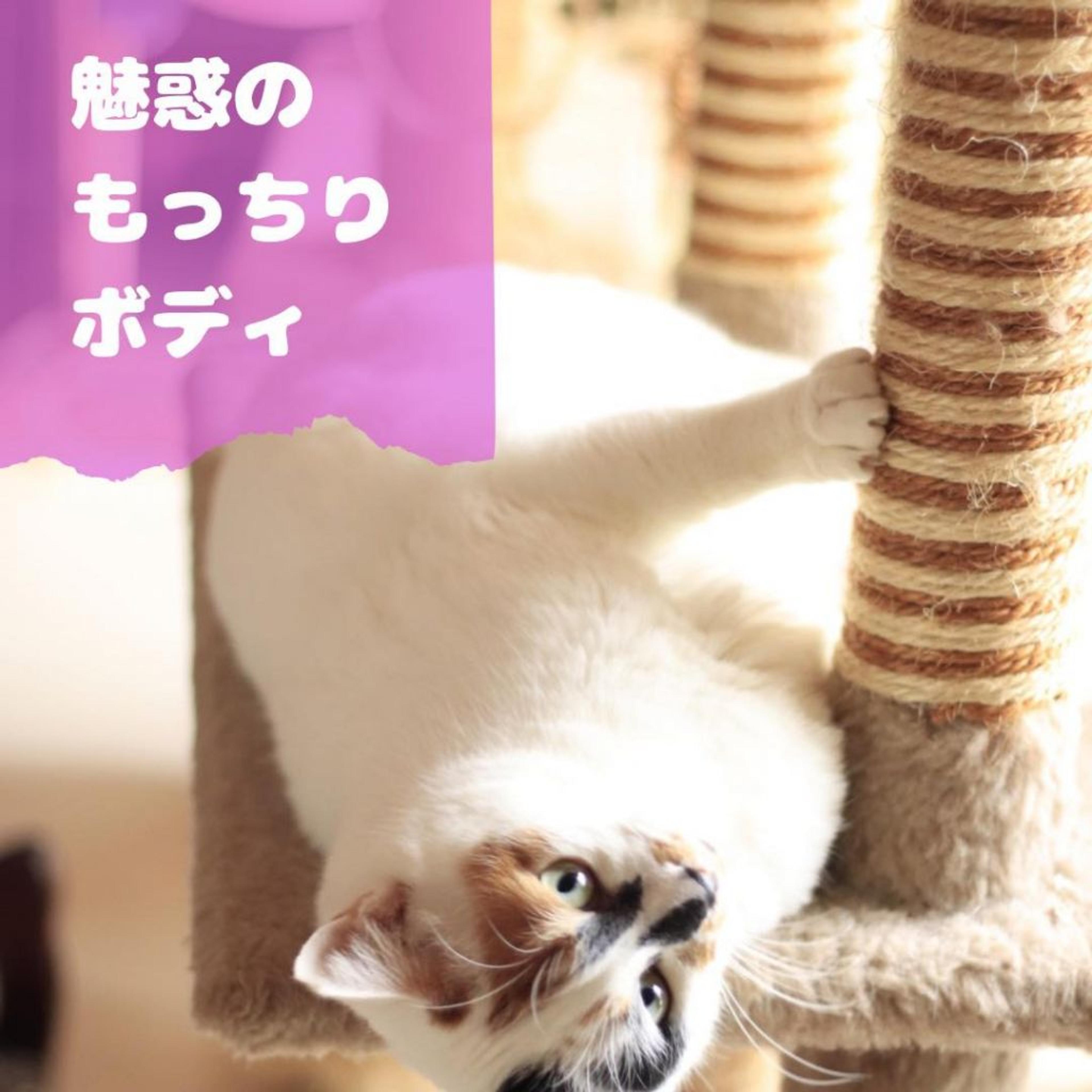 pet-image-5