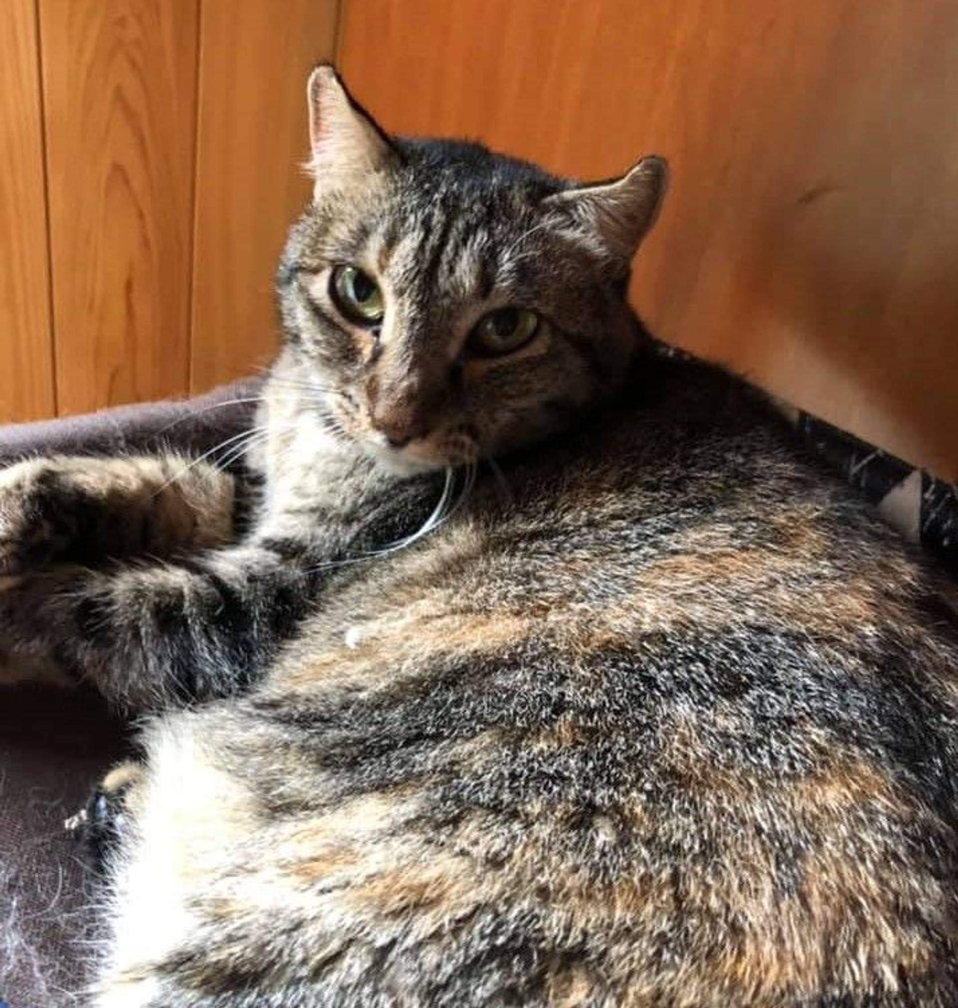 雑種（ミックス猫）・メスの里親募集の写真