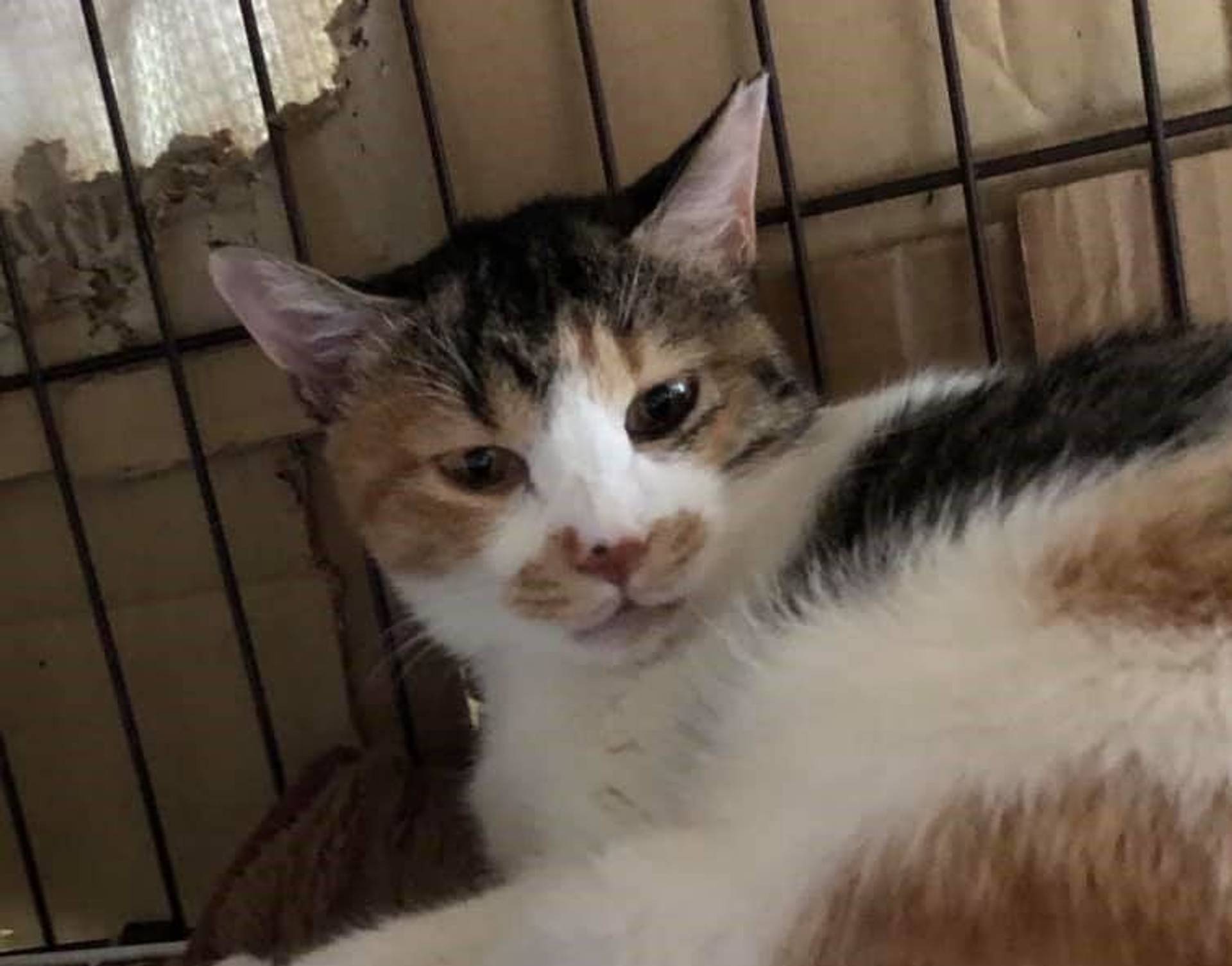 雑種（ミックス猫）・メスの里親募集の写真