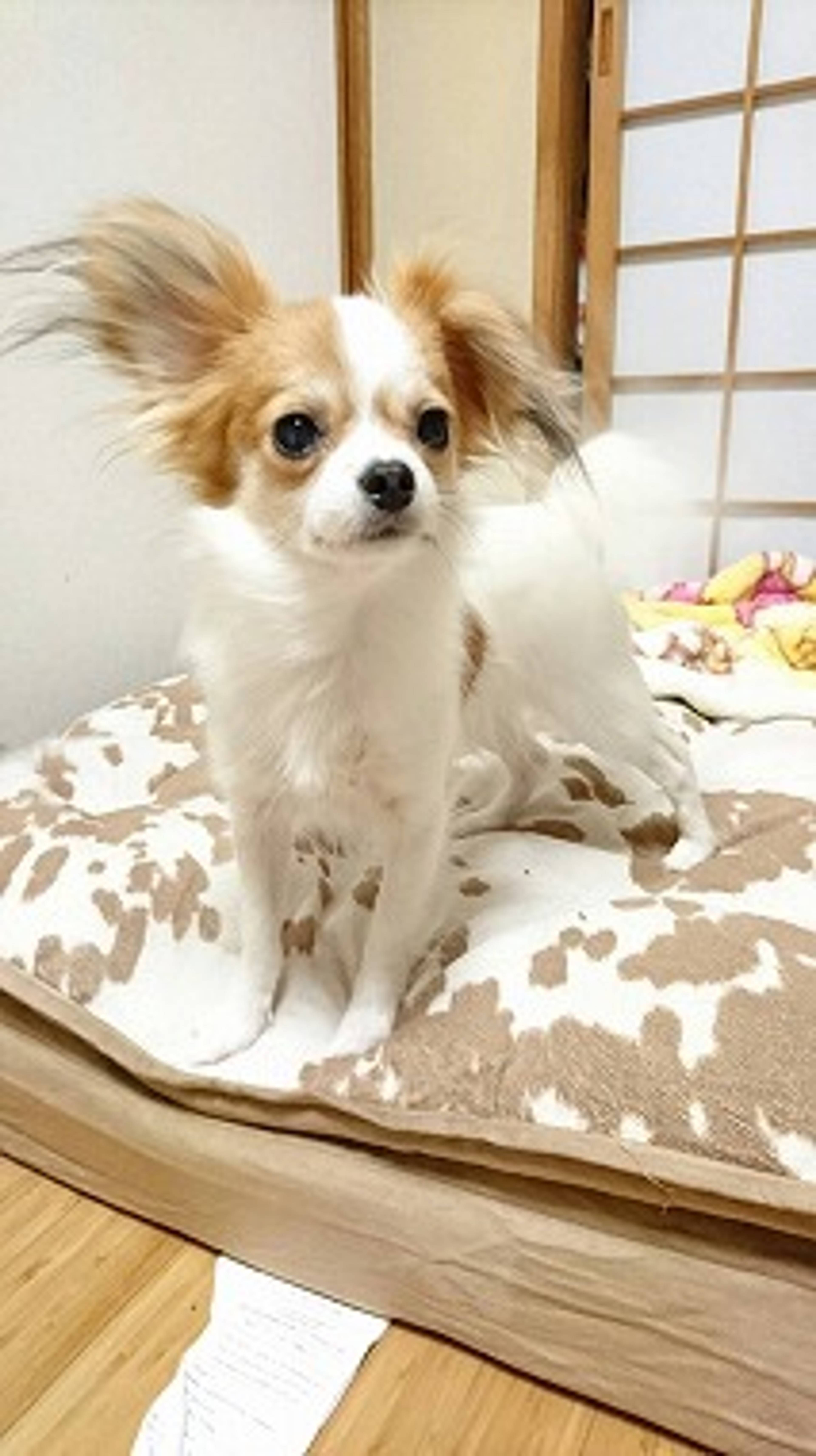 雑種（ミックス犬）・オスの里親募集の写真