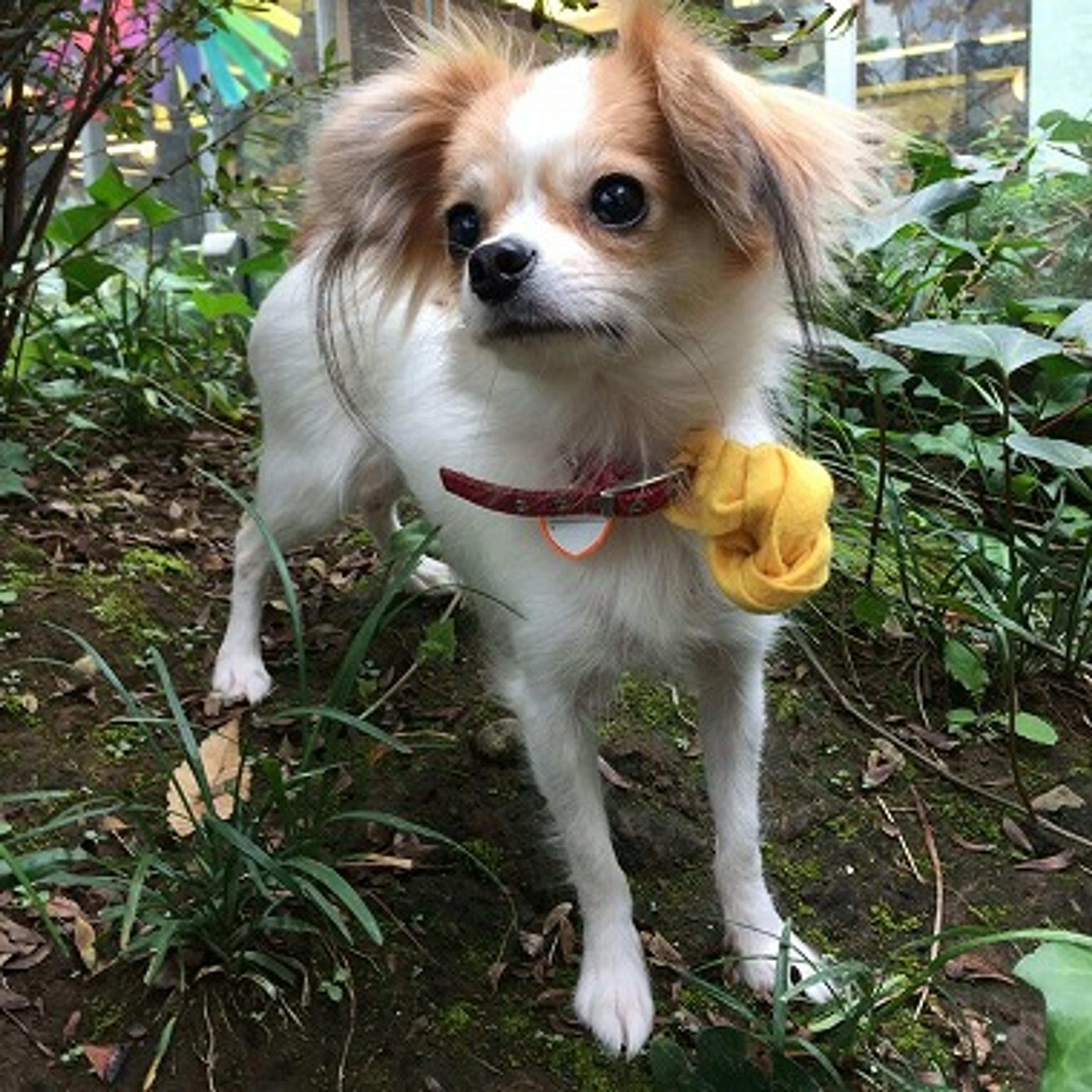 pet-image-3