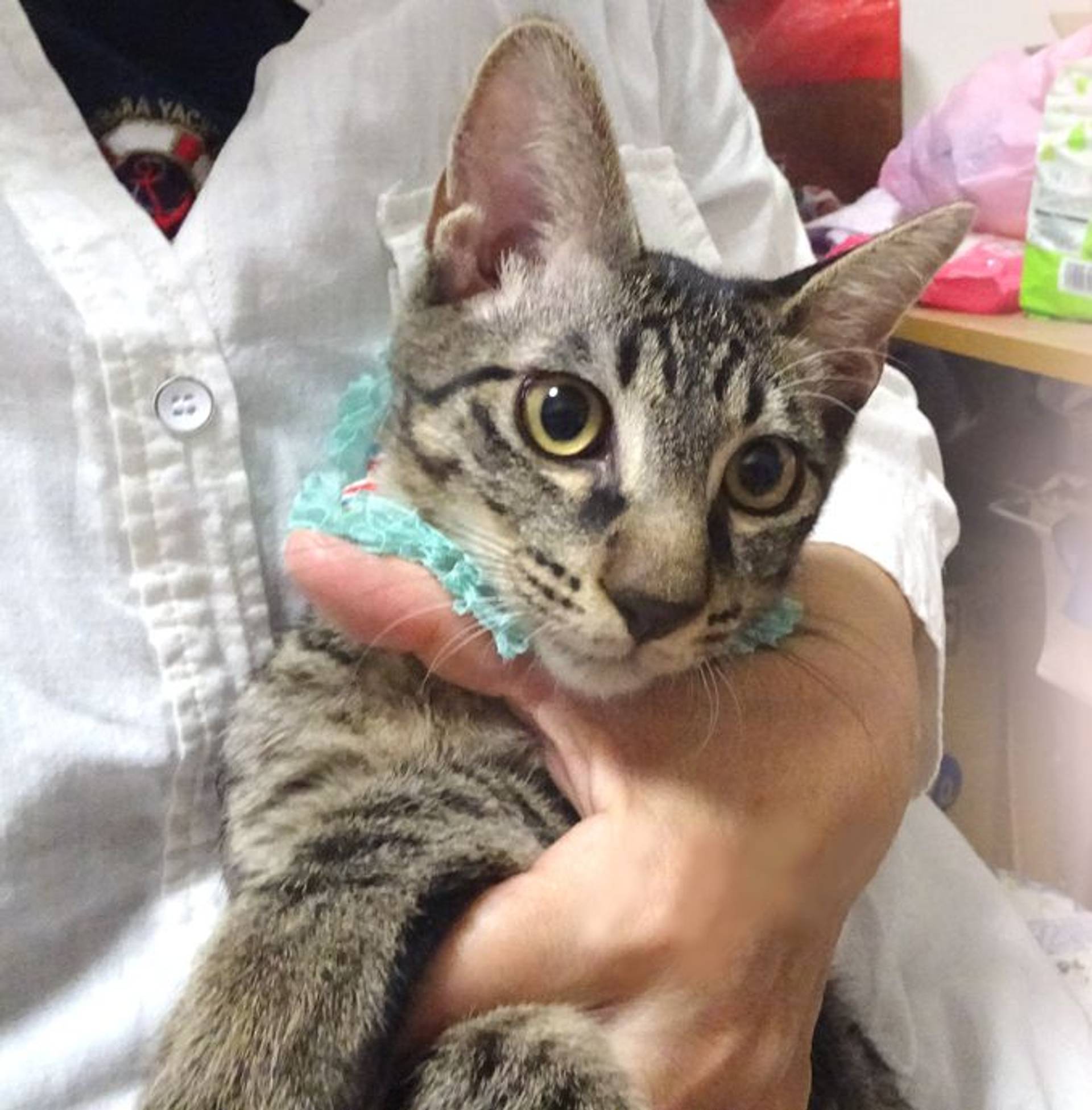 雑種（ミックス猫）・オスの里親募集の写真