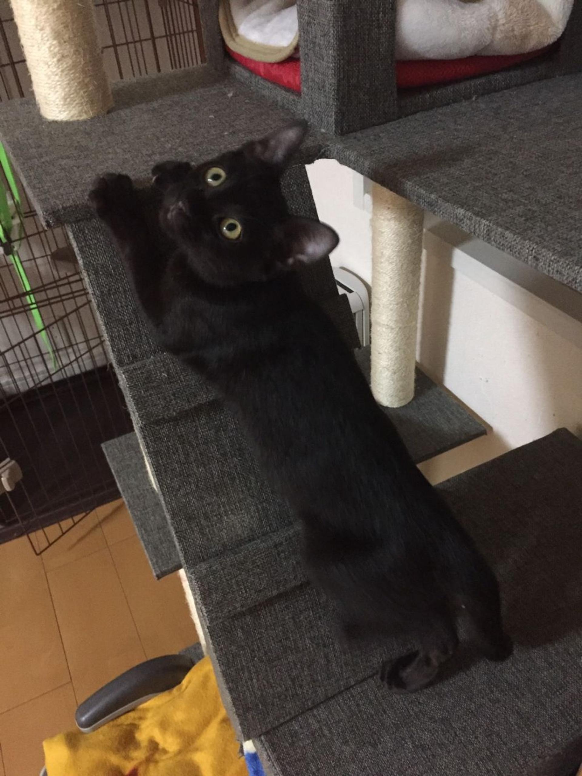 pet-image-2