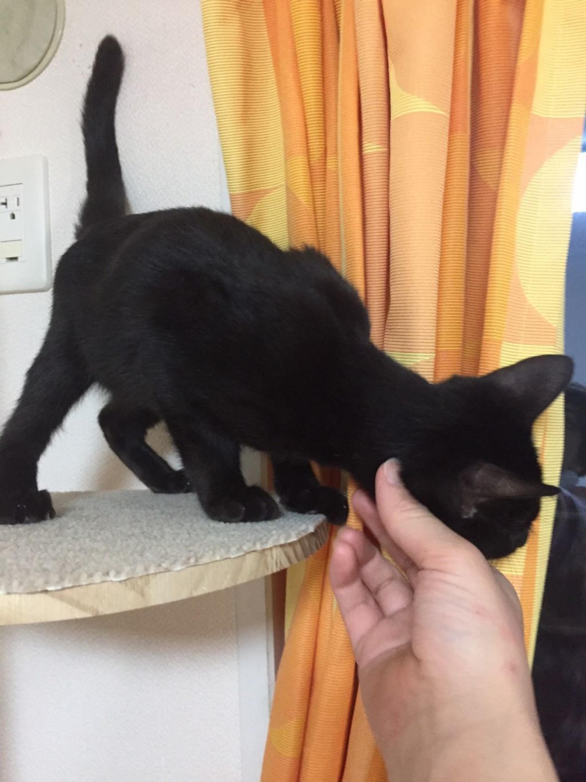 pet-image-3