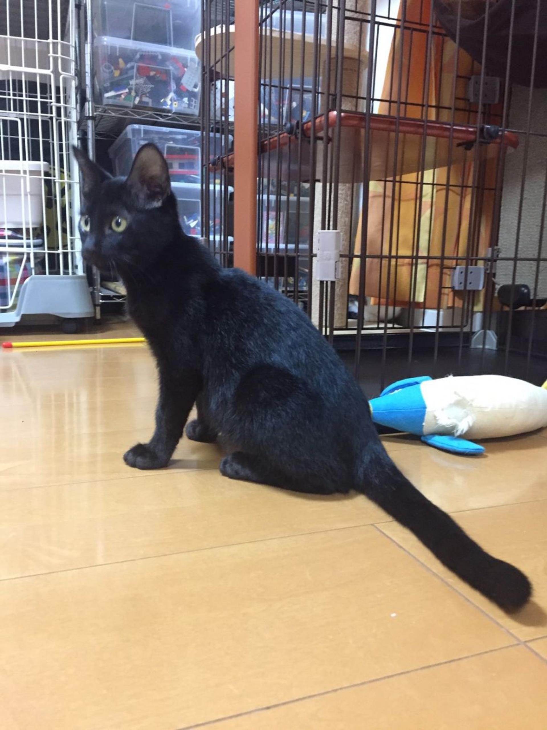 pet-image-4