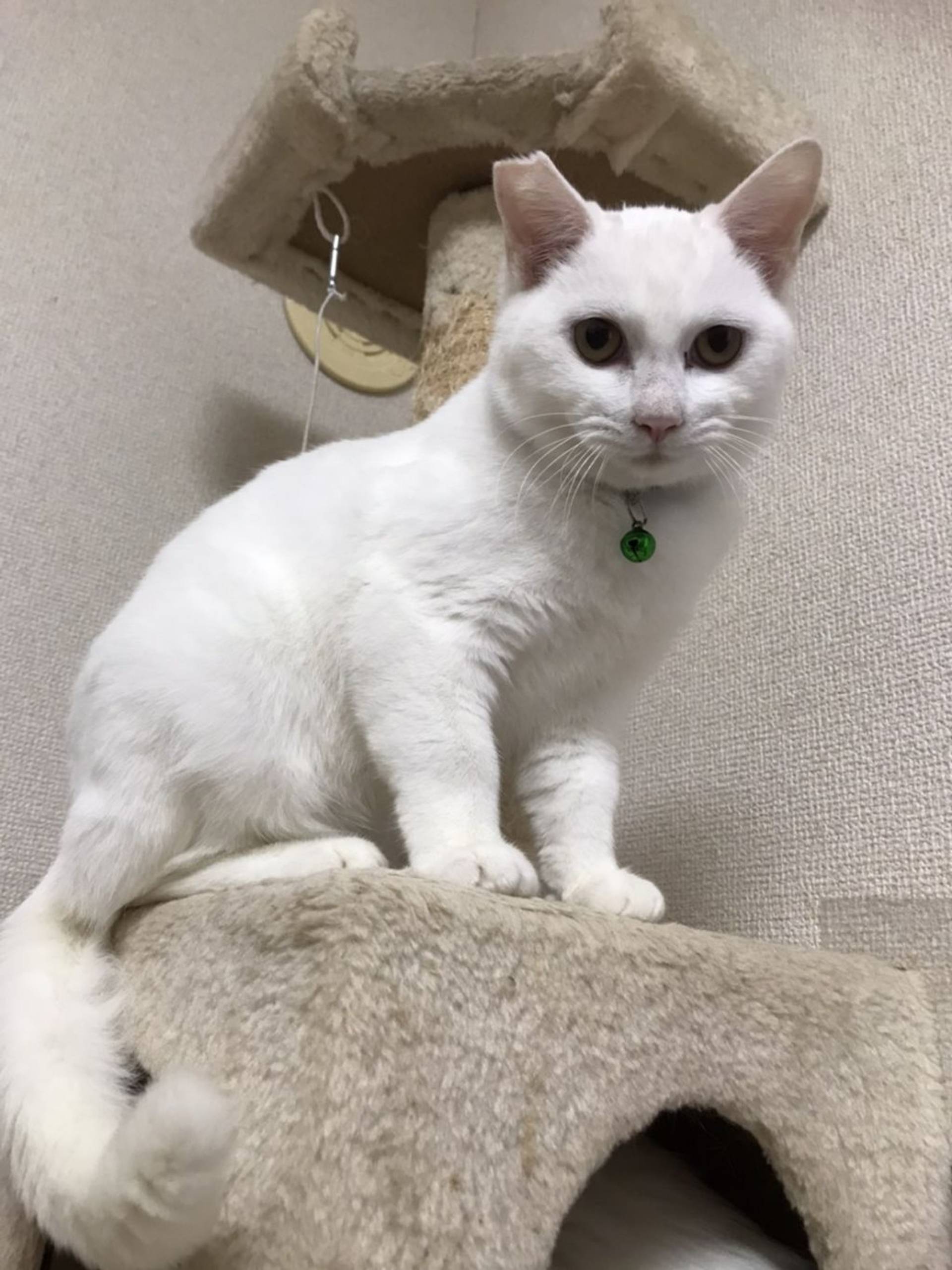 雑種（ミックス猫）・オスの里親募集の写真