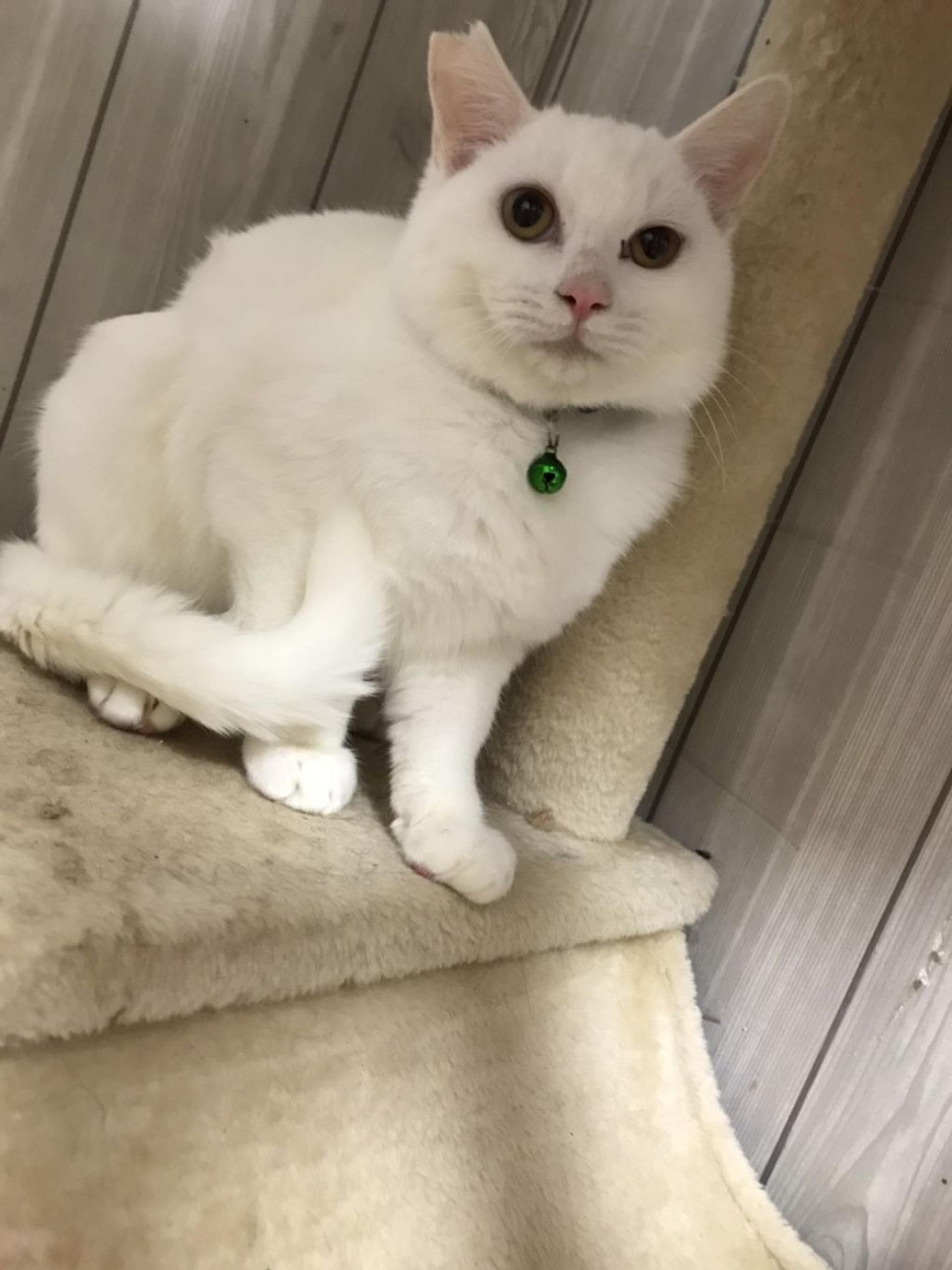 pet-image-3