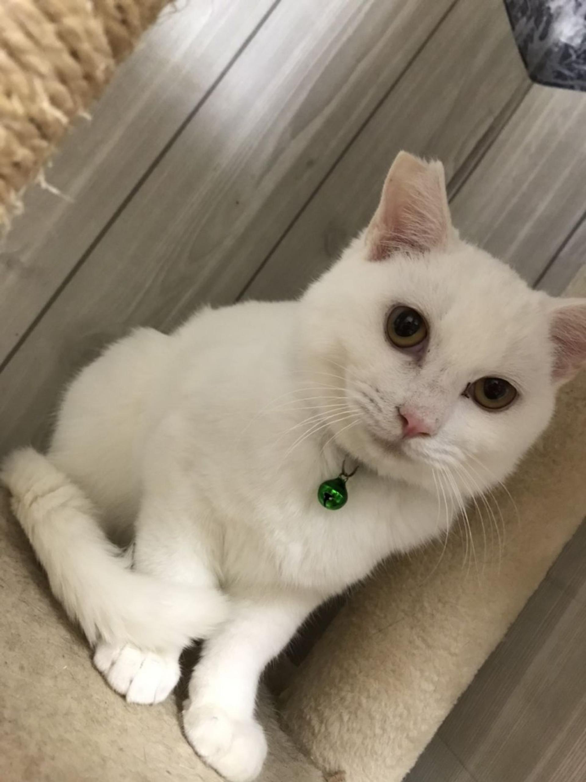 pet-image-5