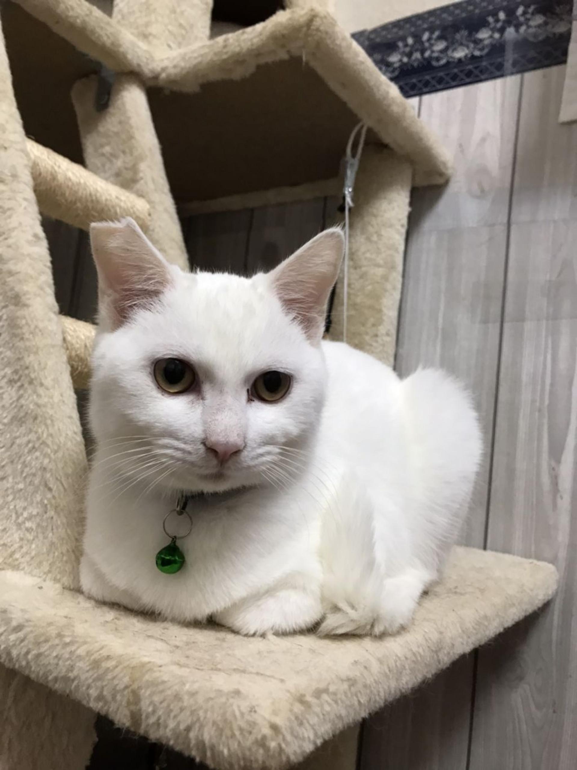 pet-image-6