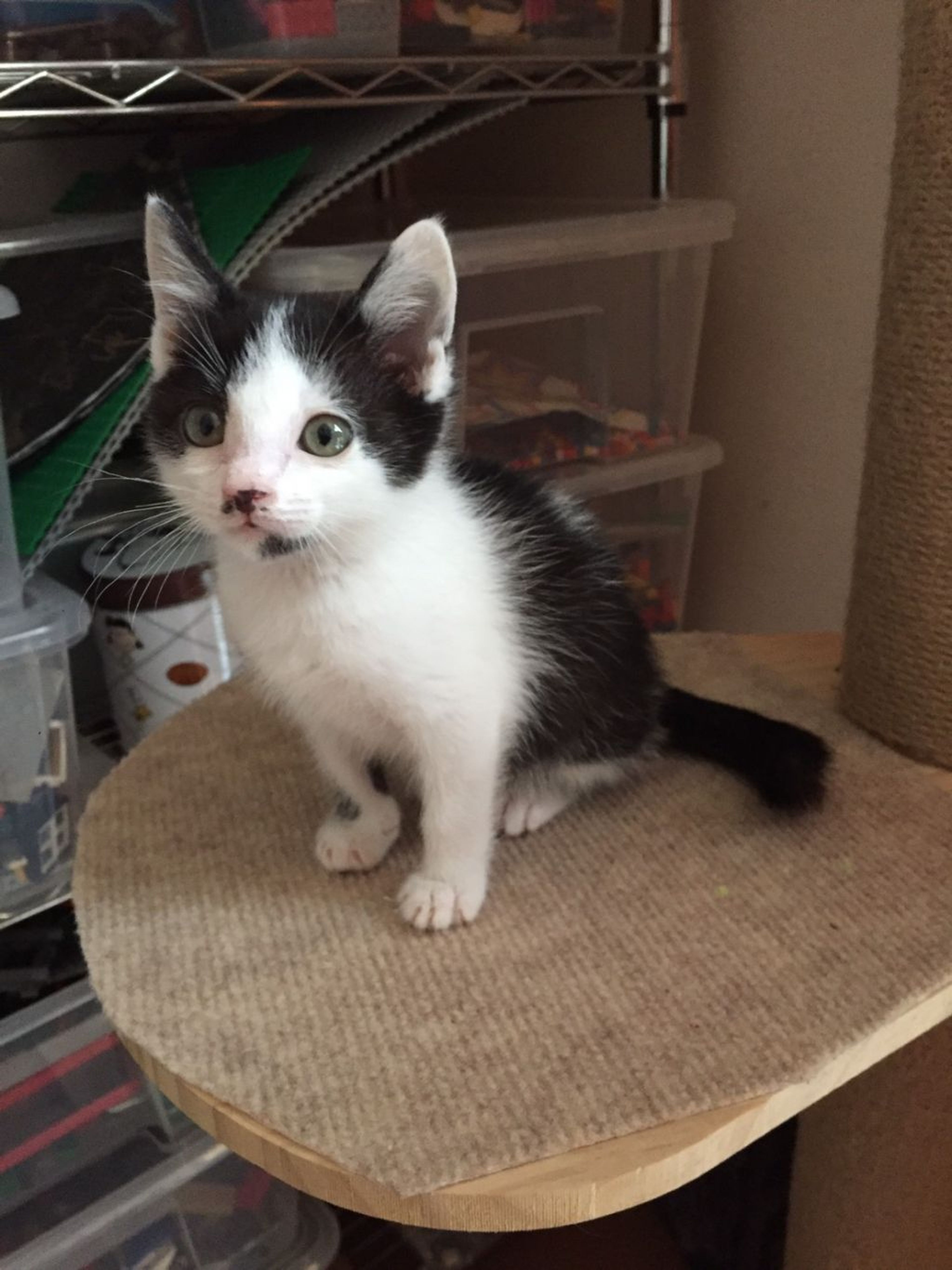 pet-image-2