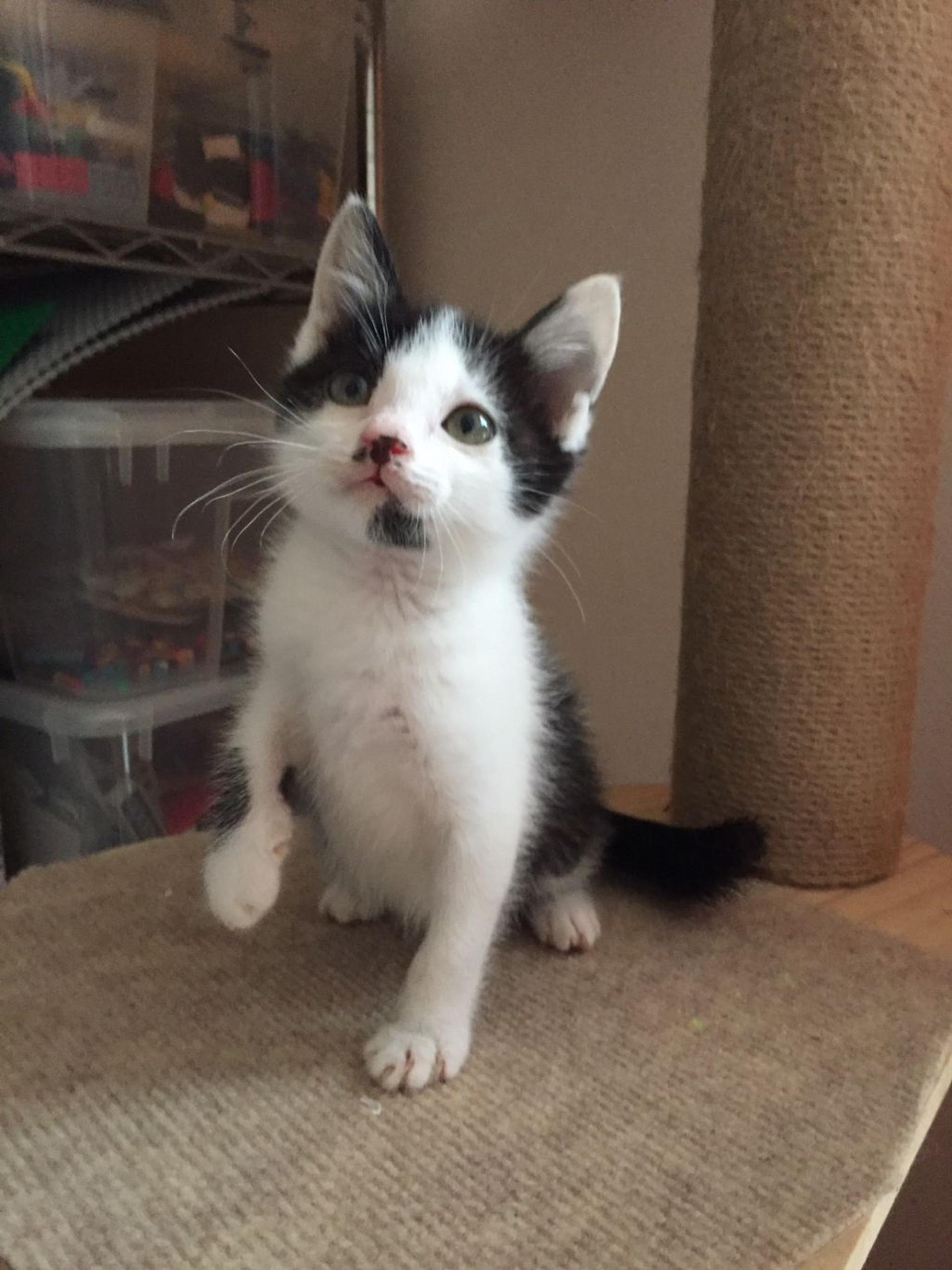 pet-image-9