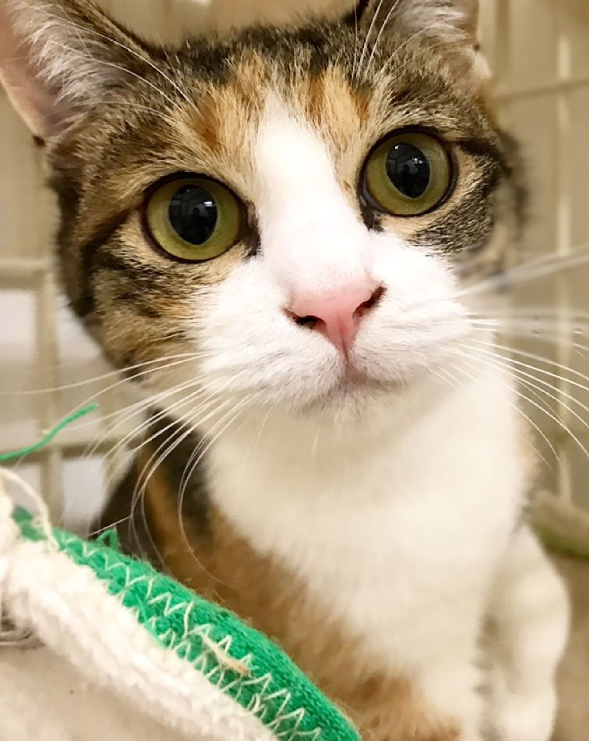 雑種（ミックス猫）・メスの里親募集の写真