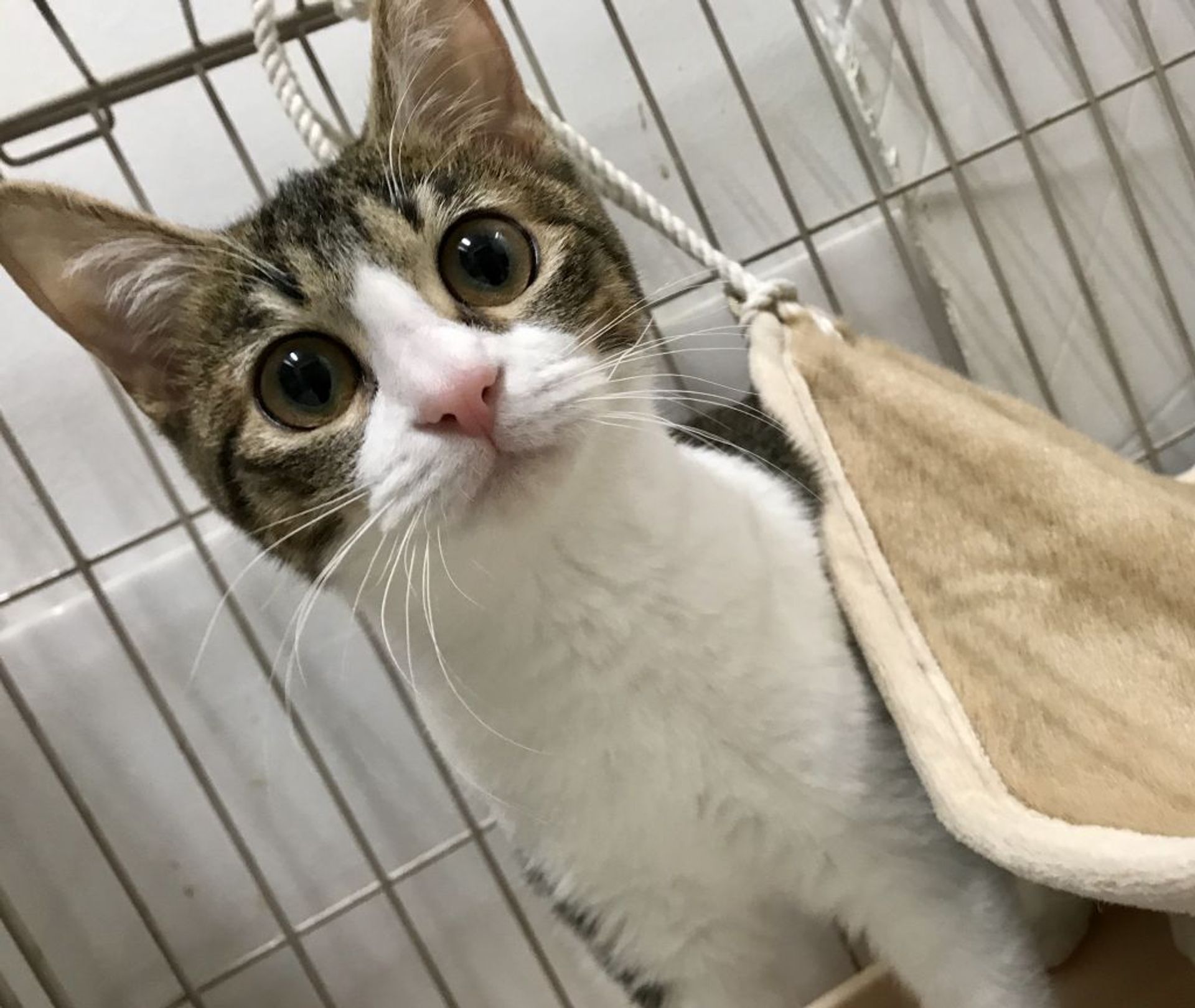 雑種（ミックス猫）・メスの里親募集の写真