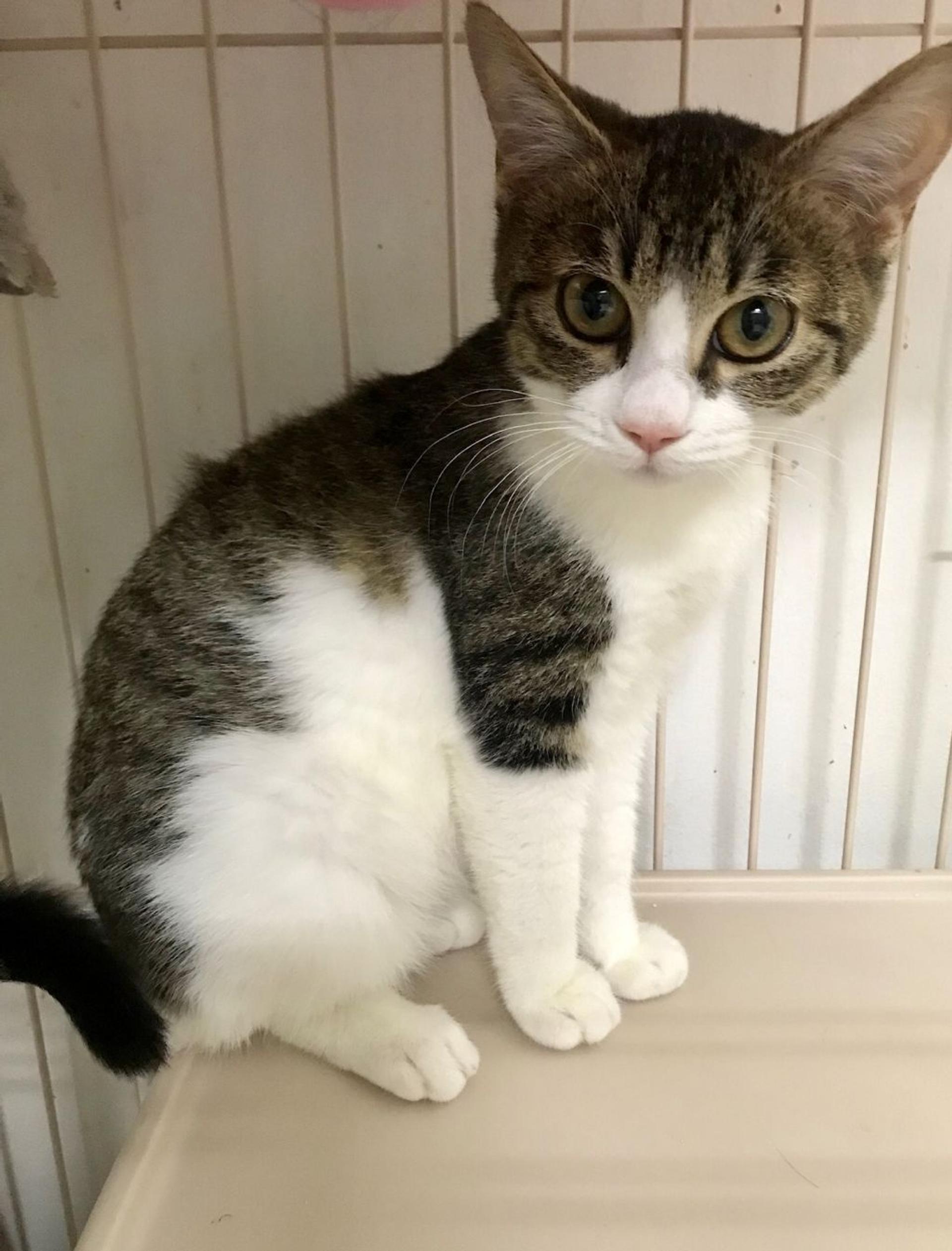 pet-image-2