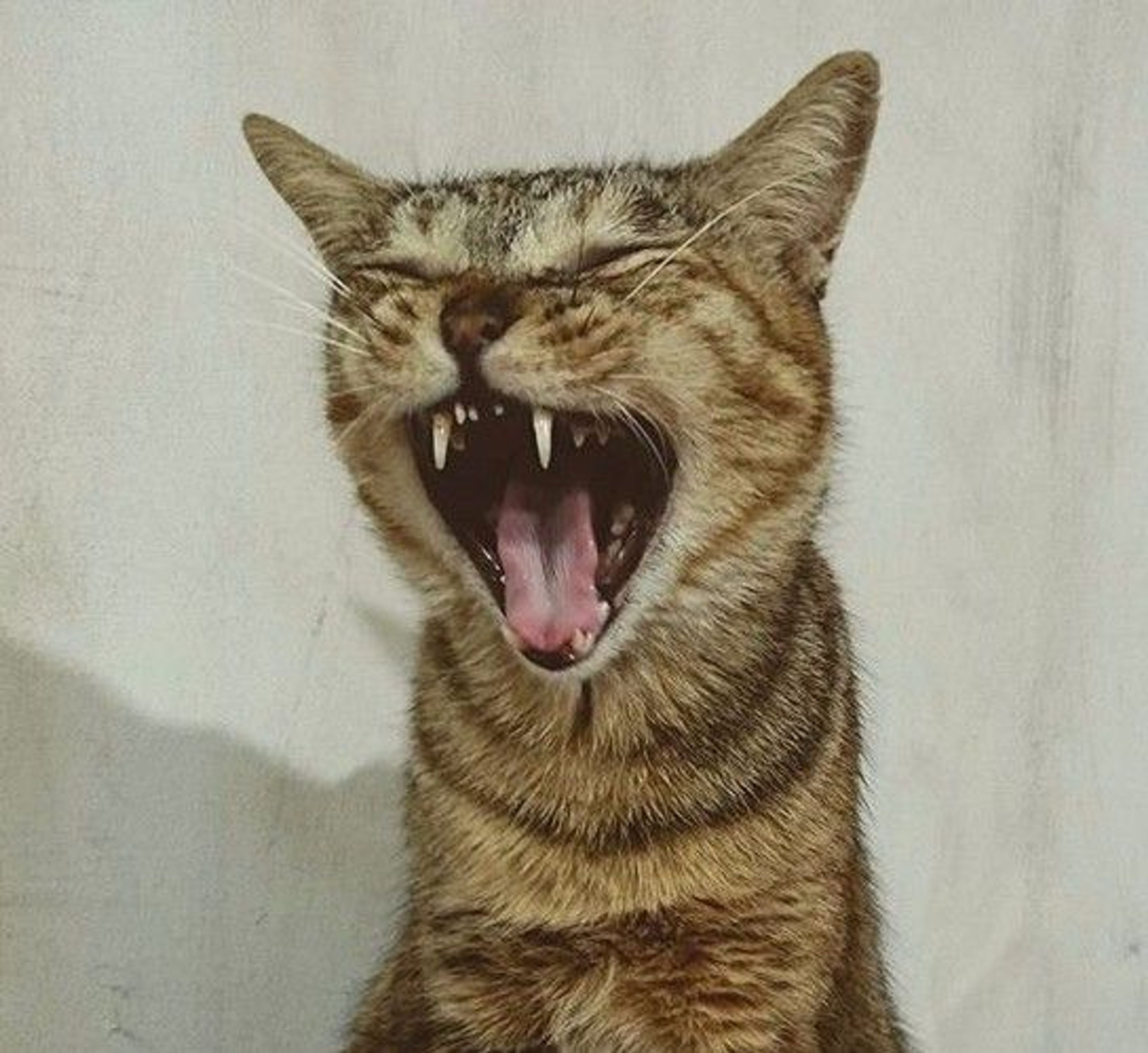 雑種（ミックス猫）・メスの里親募集の写真