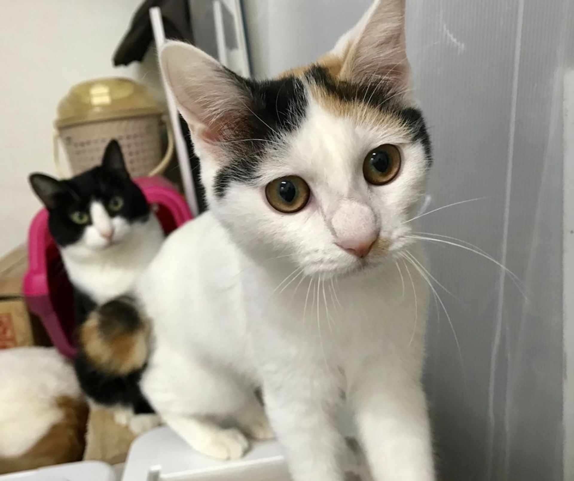 雑種（ミックス猫）・メスの里親募集の写真