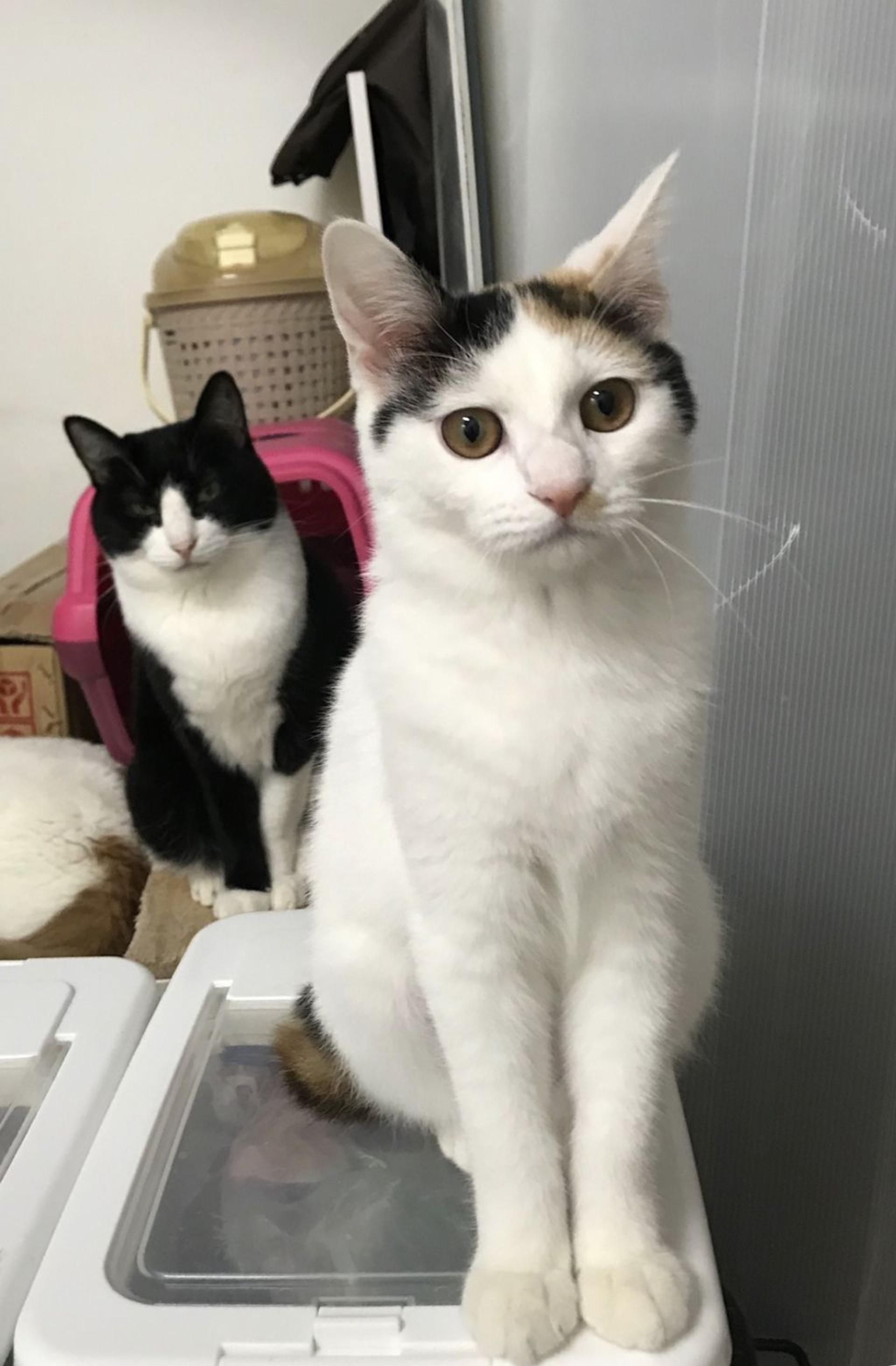 pet-image-2