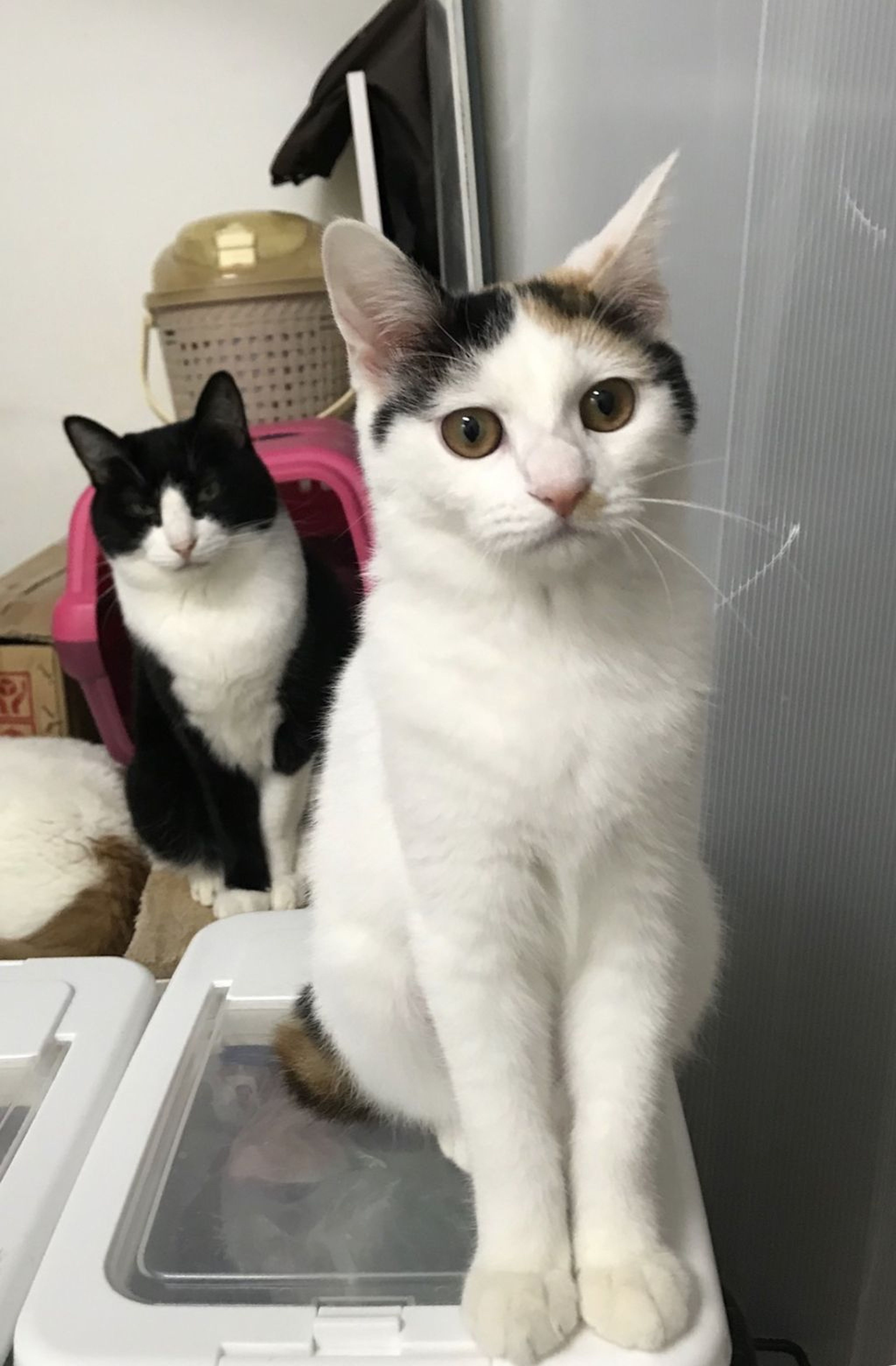 pet-image-2