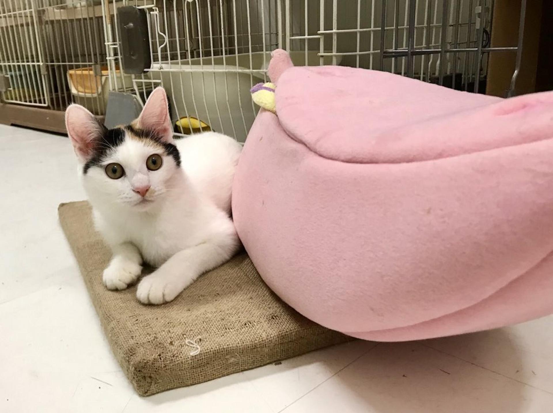 pet-image-3