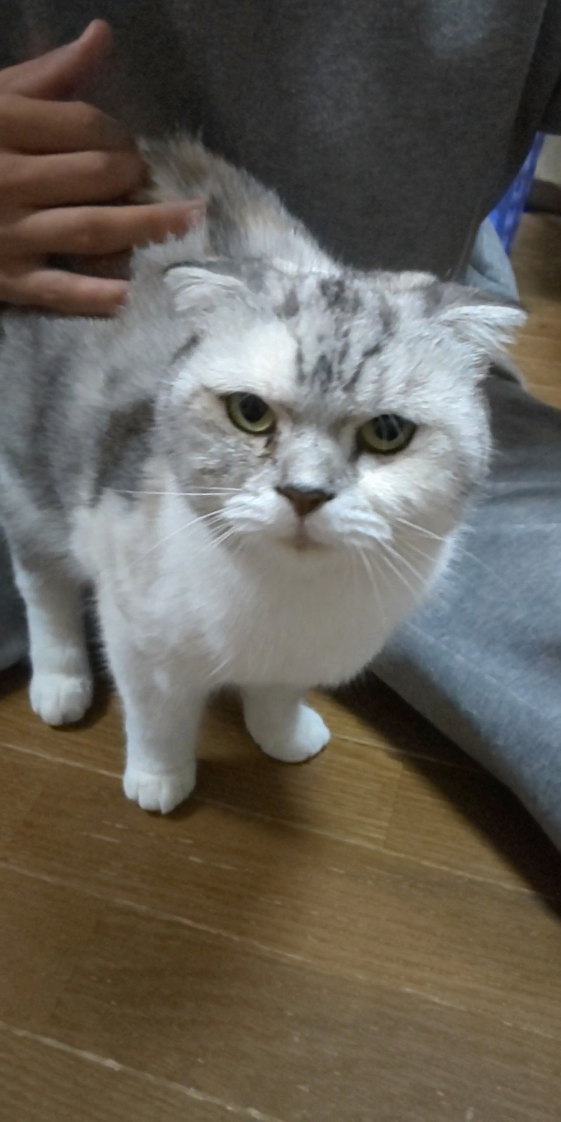 スコティッシュフォールド・メスの里親募集の写真