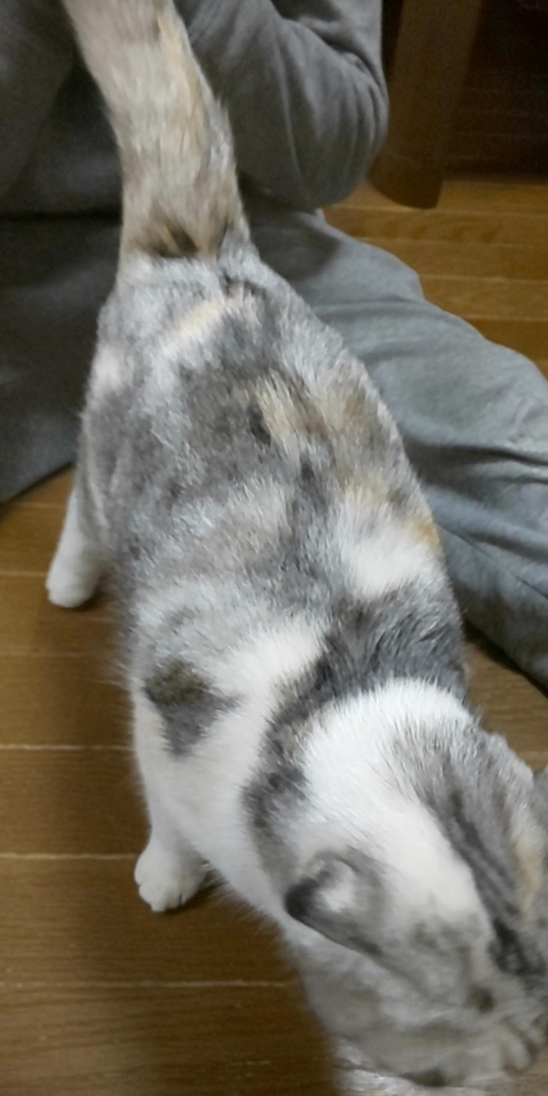 pet-image-3