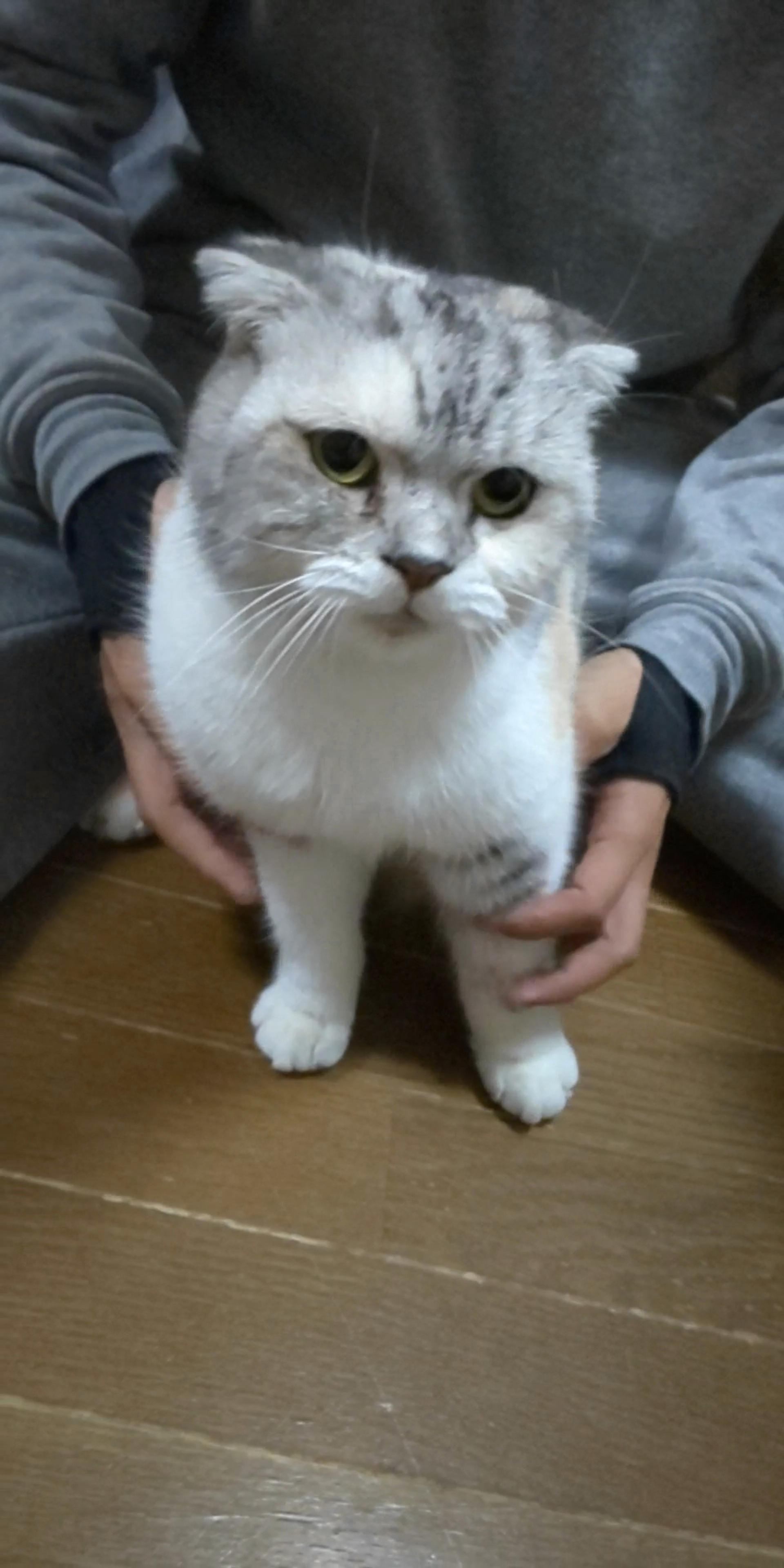 pet-image-4
