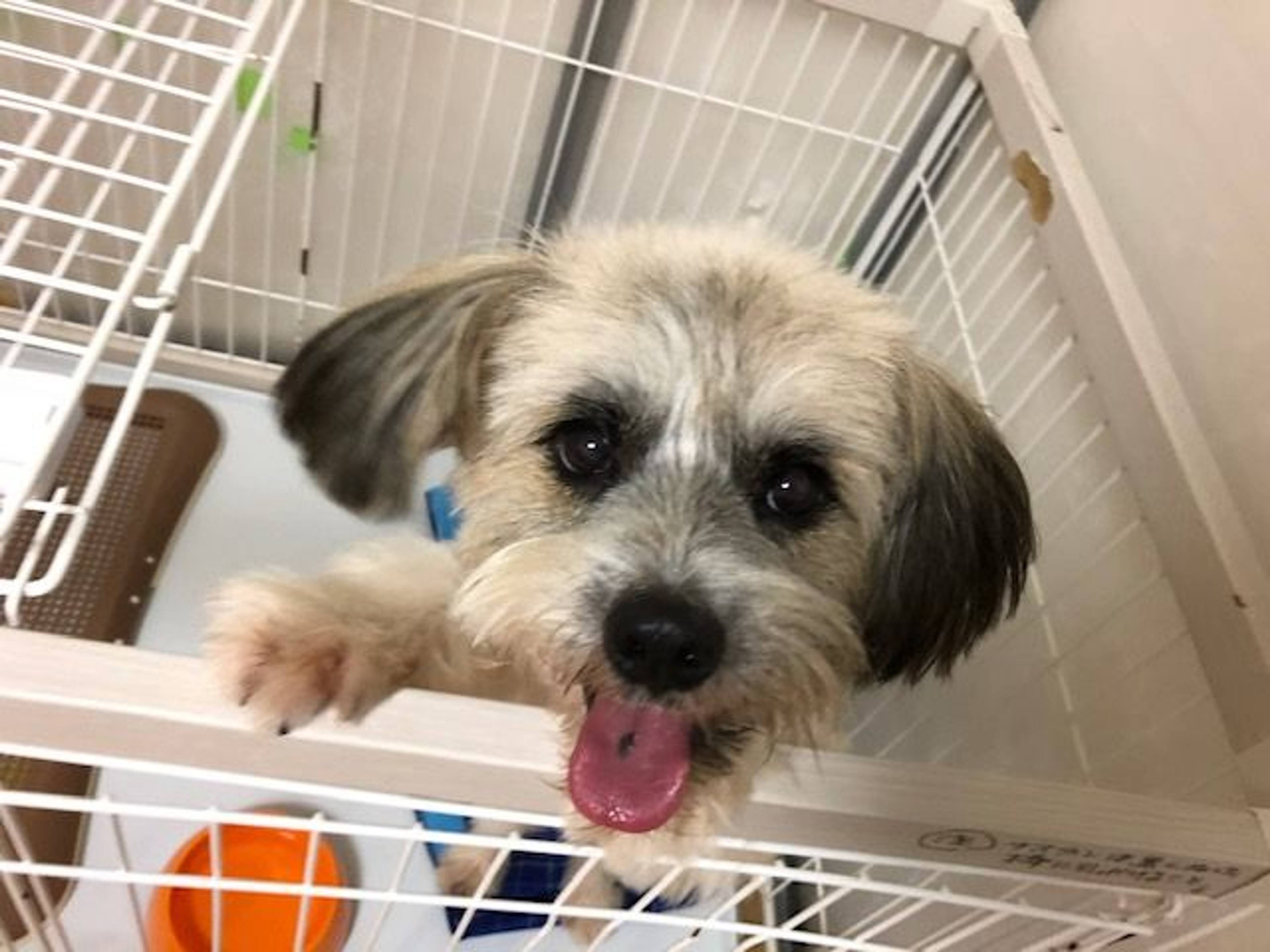 雑種（ミックス犬）・オスの里親募集の写真