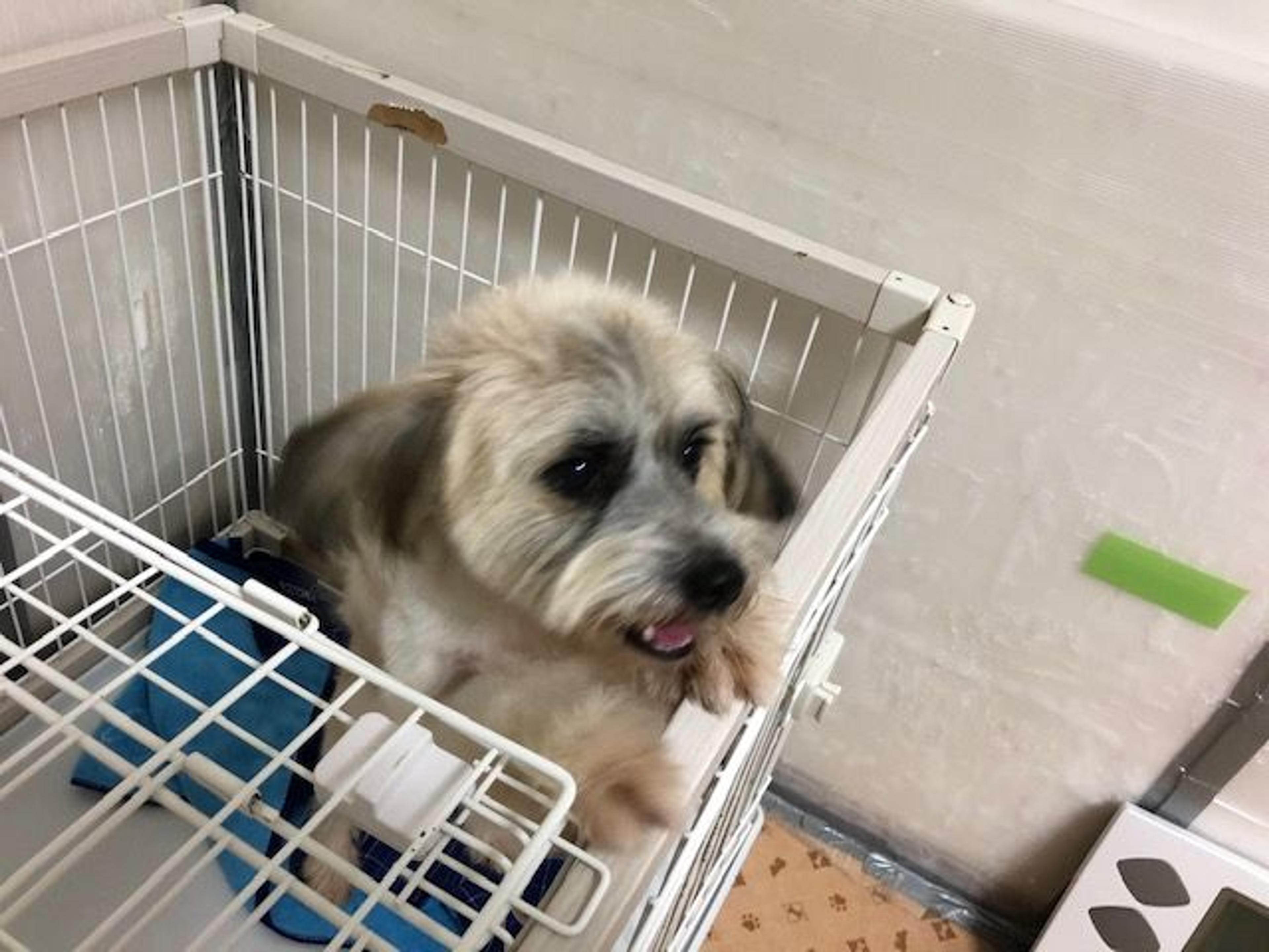 pet-image-2
