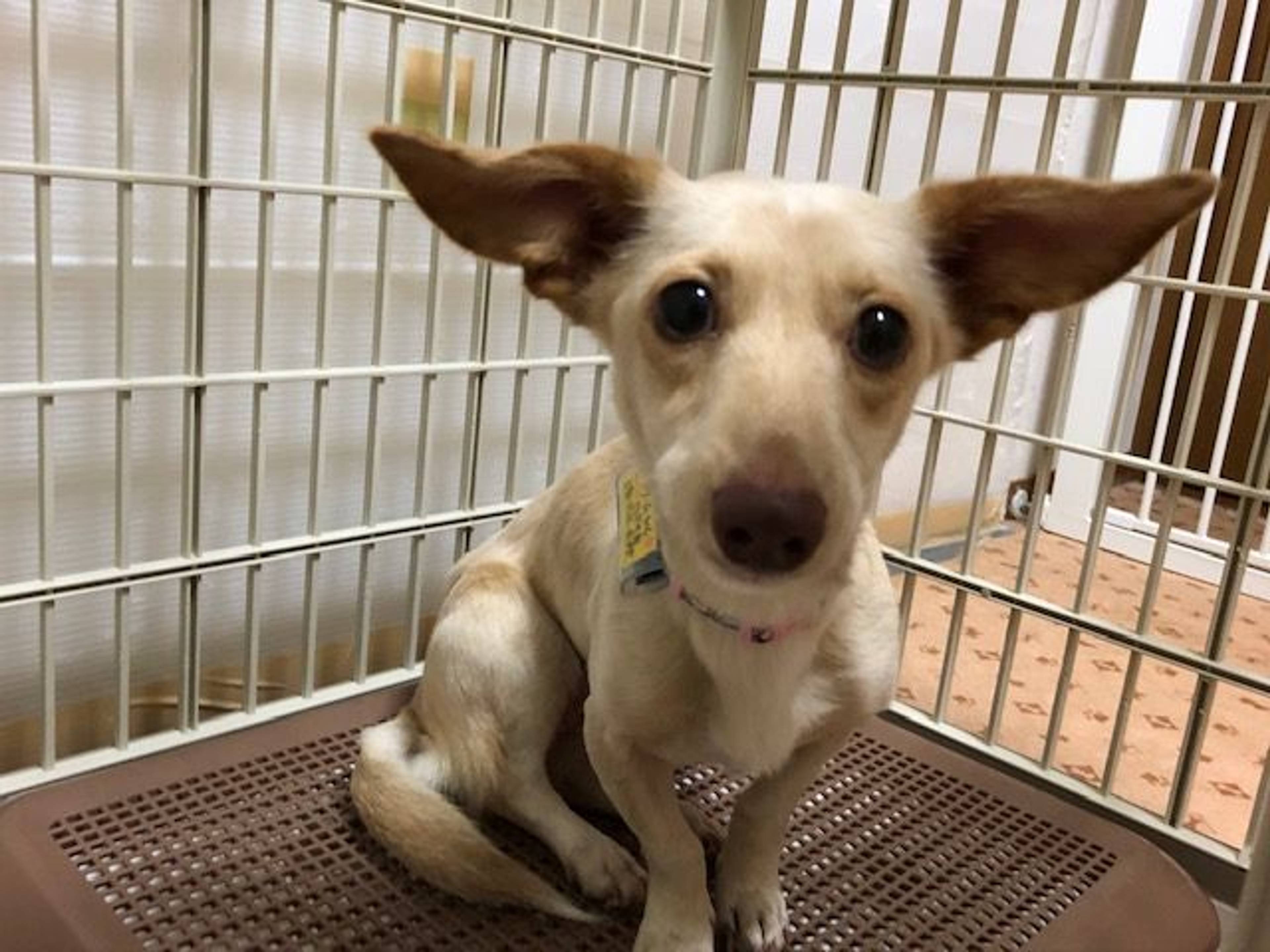 雑種（ミックス犬）・メスの里親募集の写真