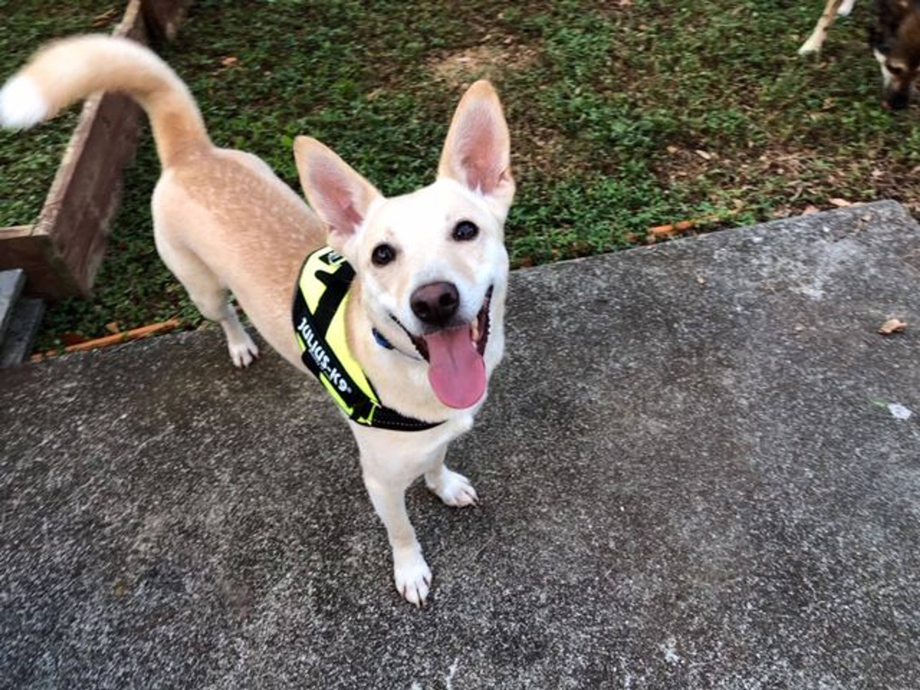 雑種（ミックス犬）・オスの里親募集の写真