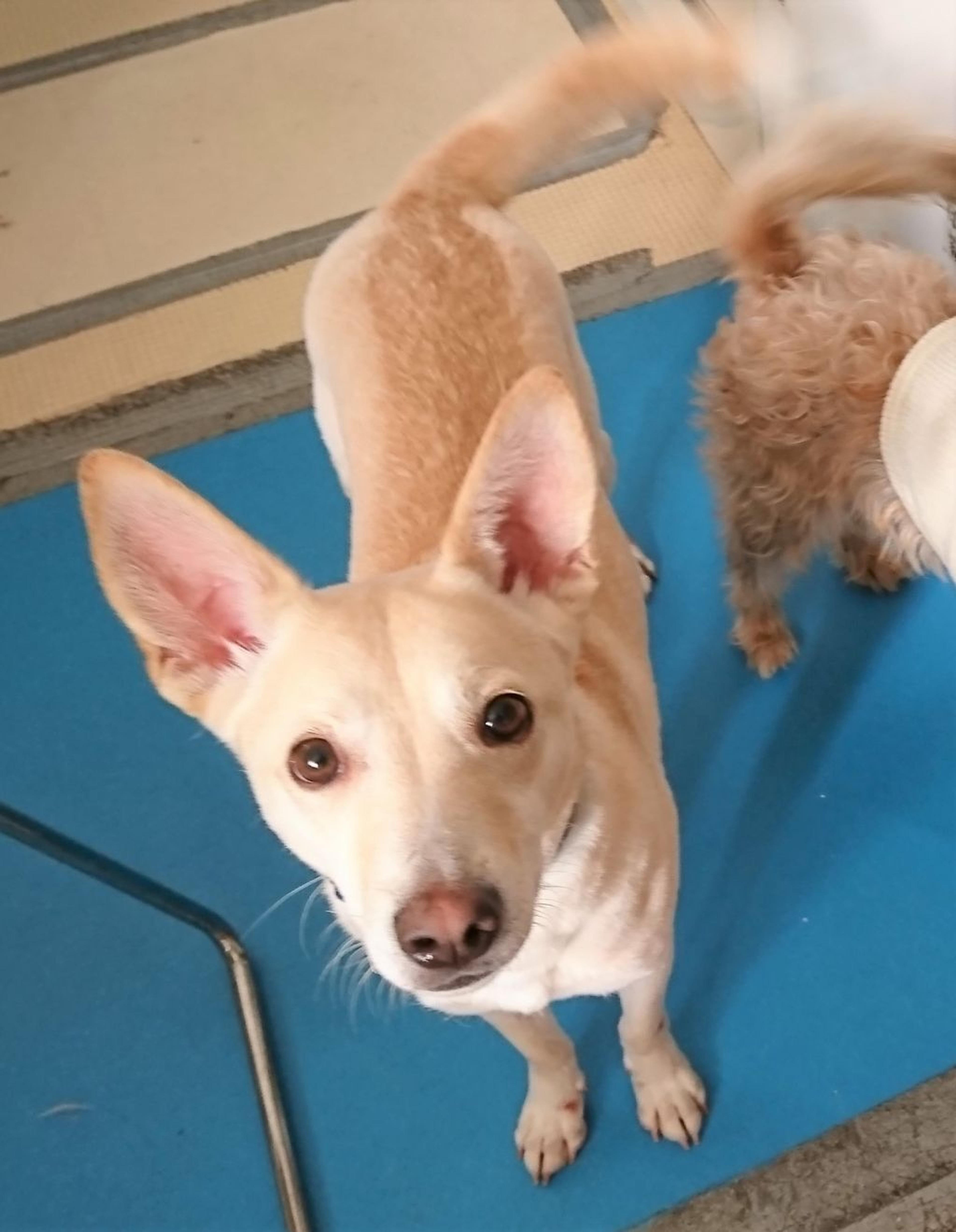 pet-image-7