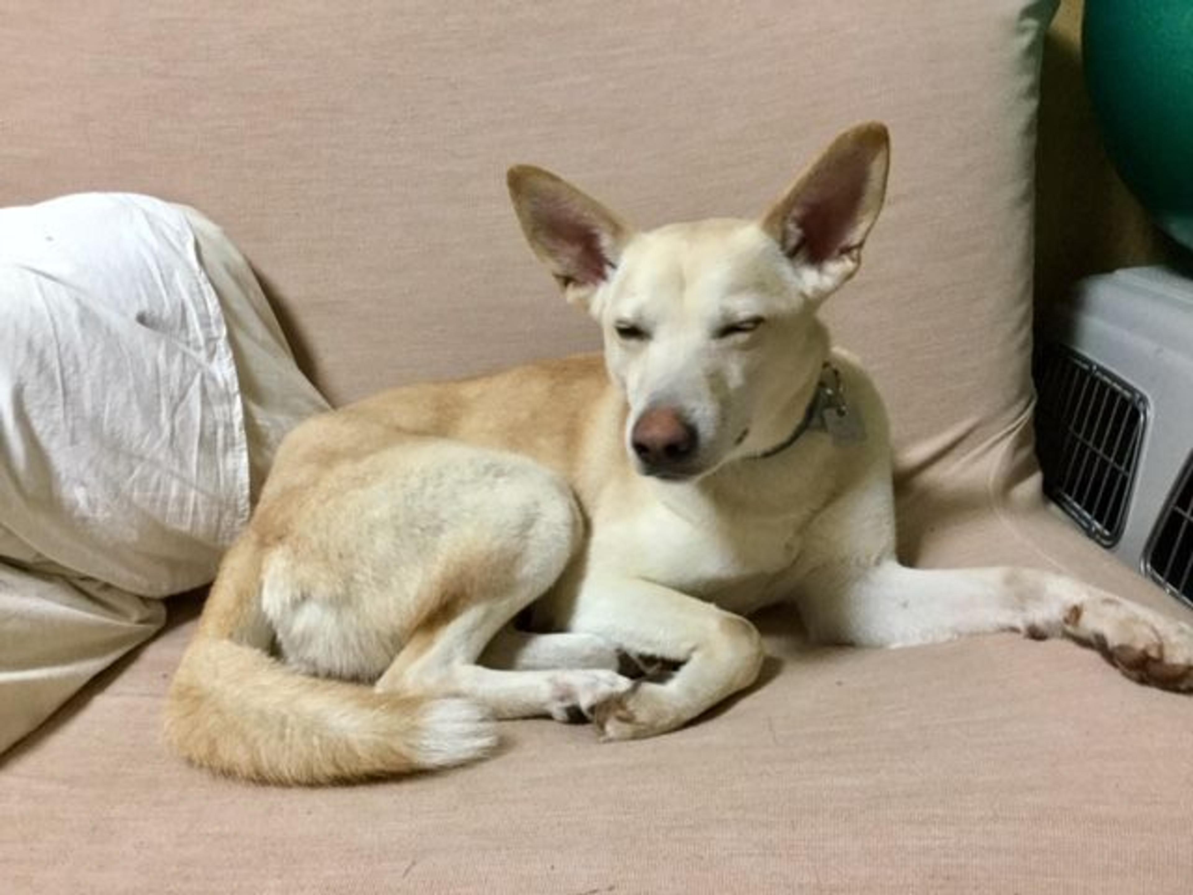 pet-image-2