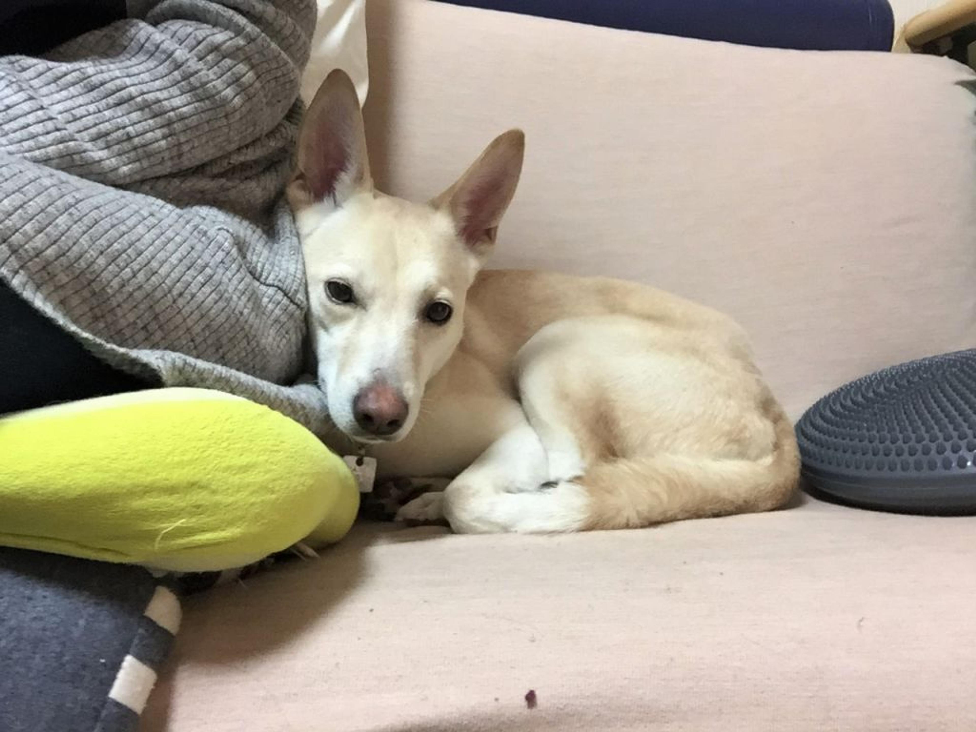 pet-image-4